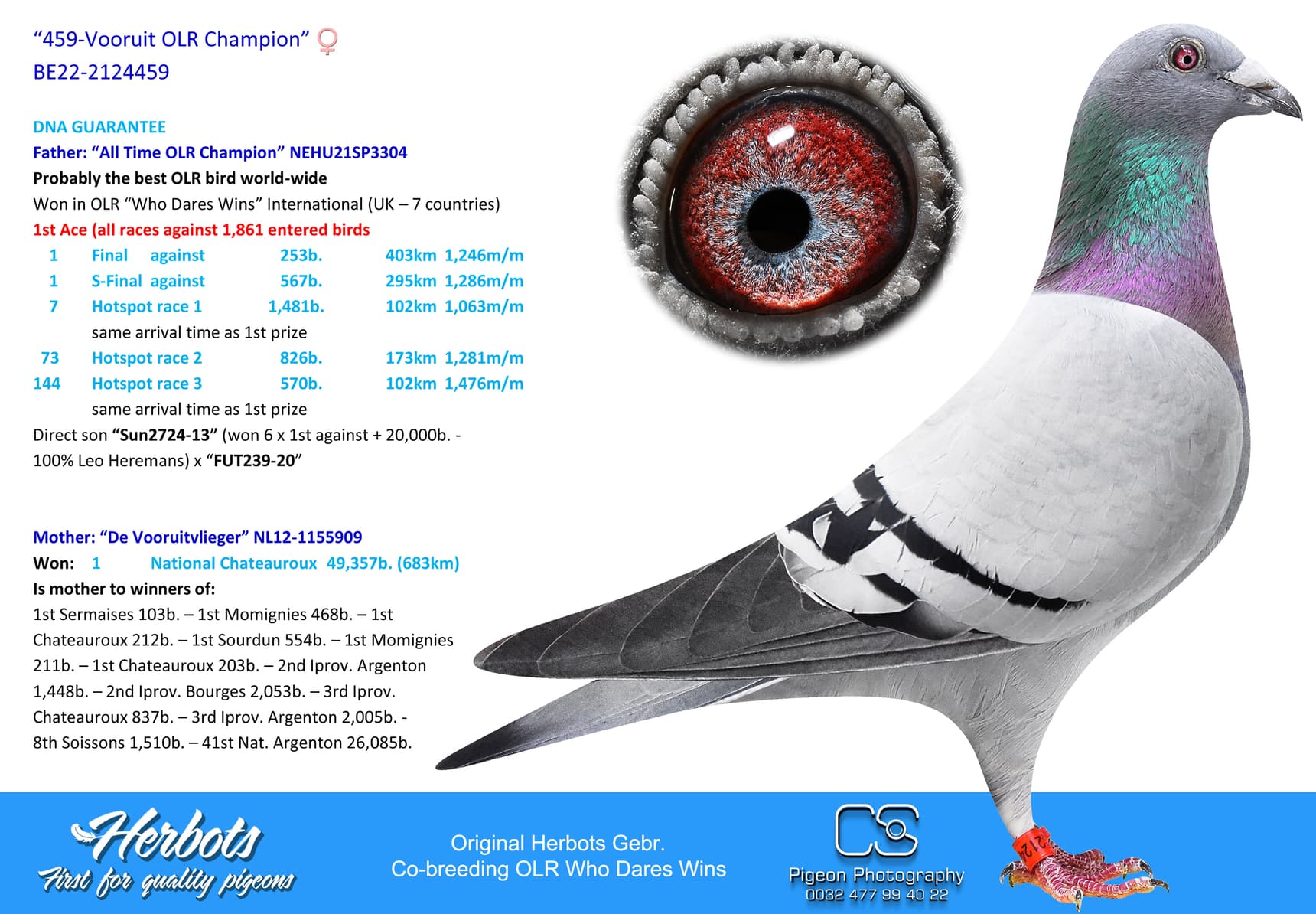 pigeon: undefined