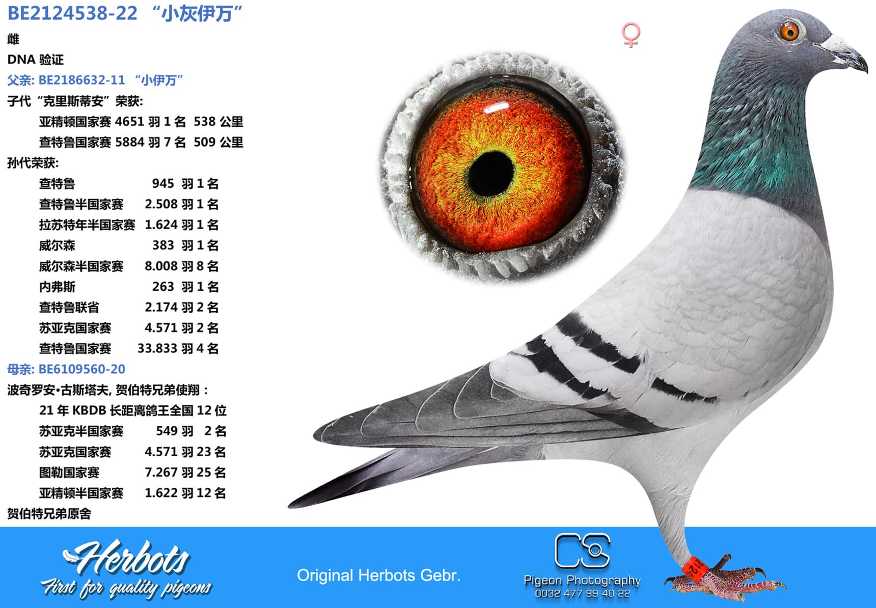 pigeon: “小灰伊万”