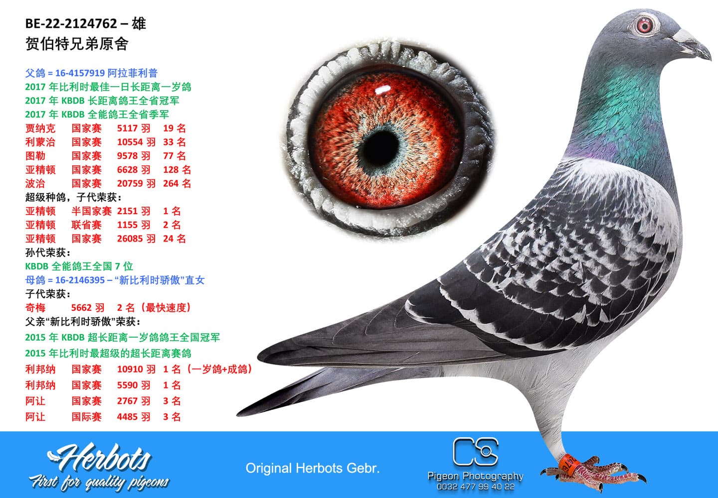 pigeon: Son Alaphilippe