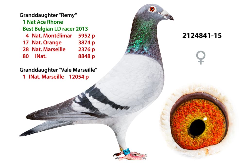 pigeon: Granddaughter Remy 841