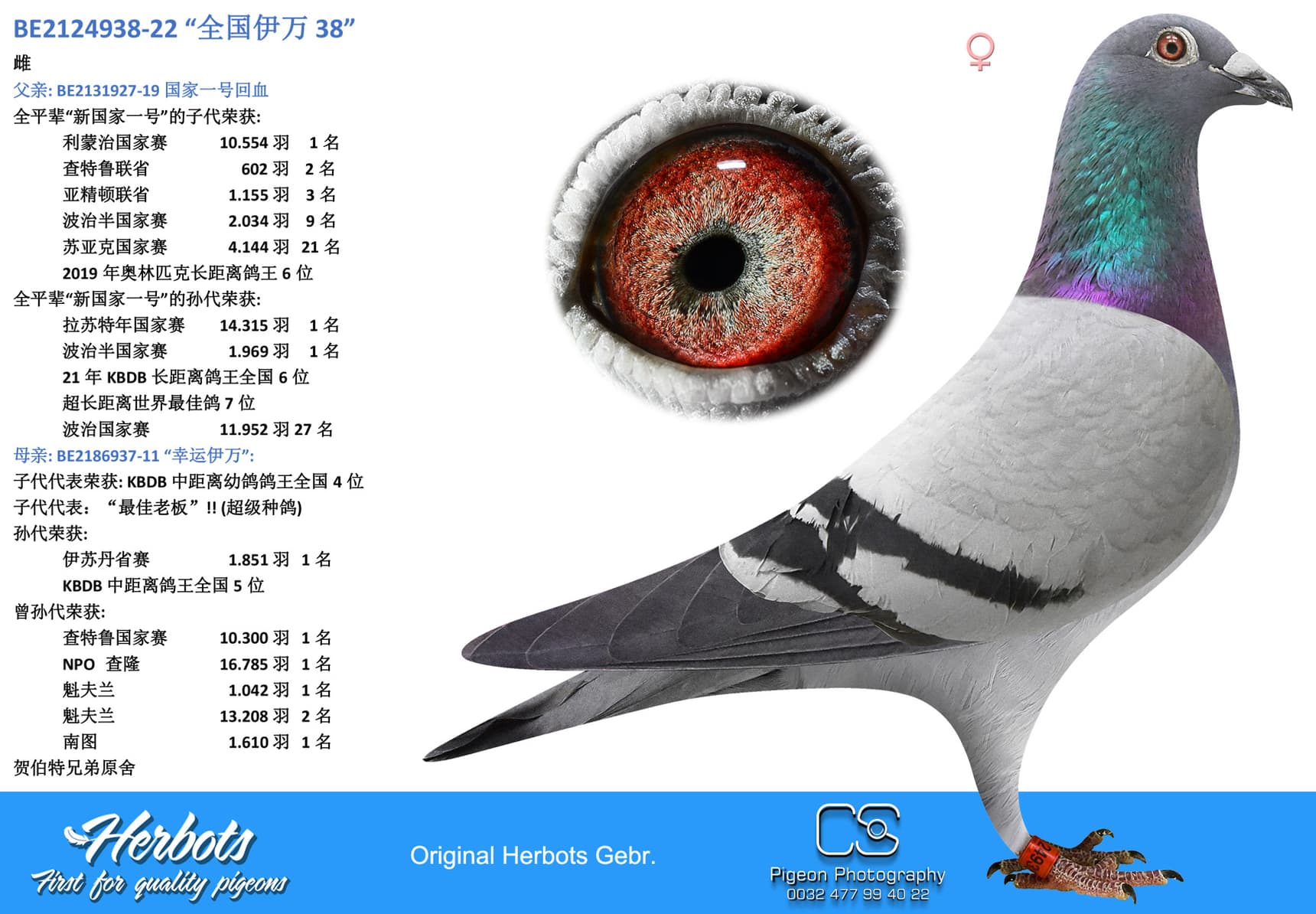pigeon: “全国伊万 38”