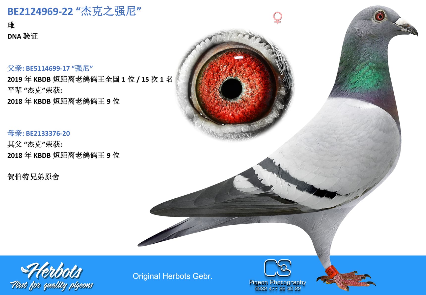 pigeon: “杰克之强尼”
