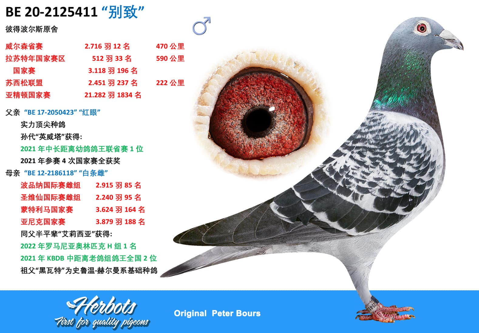 pigeon: “别致”