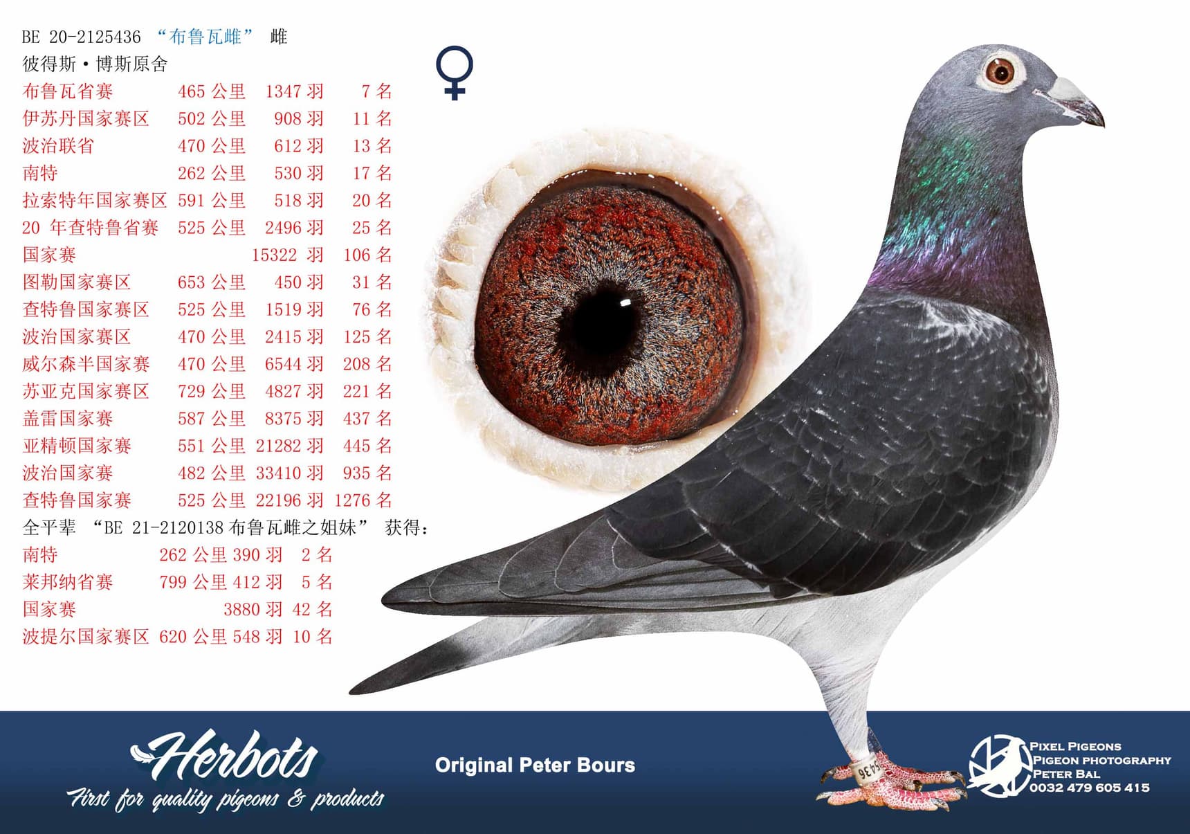 pigeon: undefined