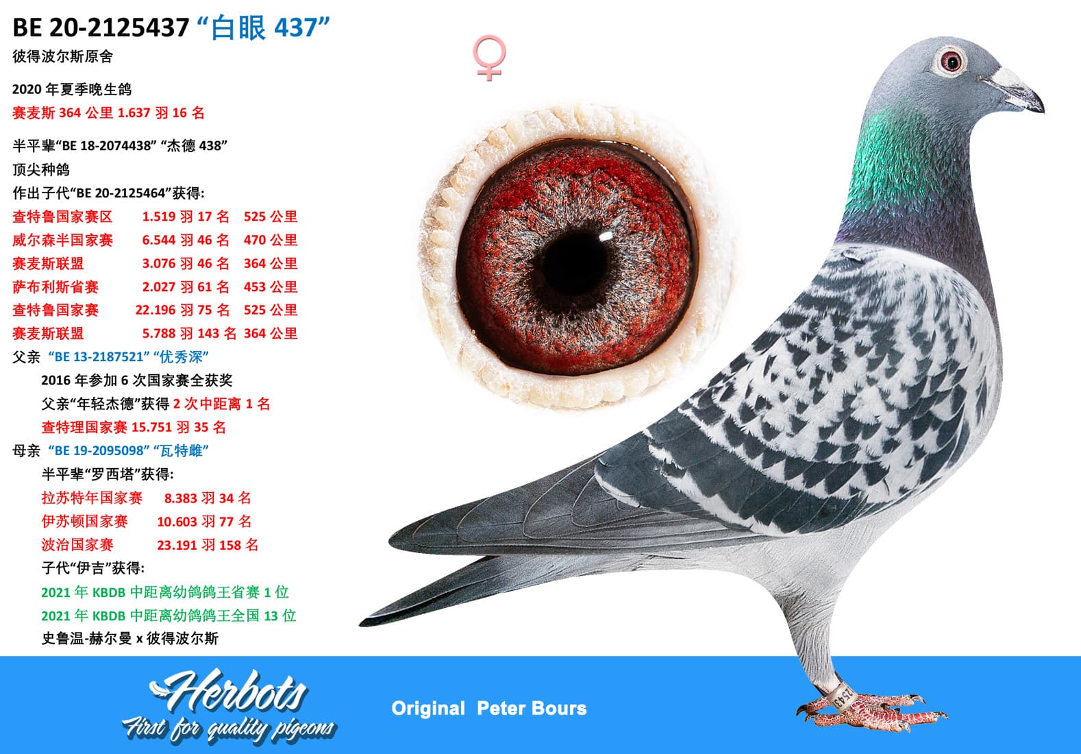 pigeon: undefined
