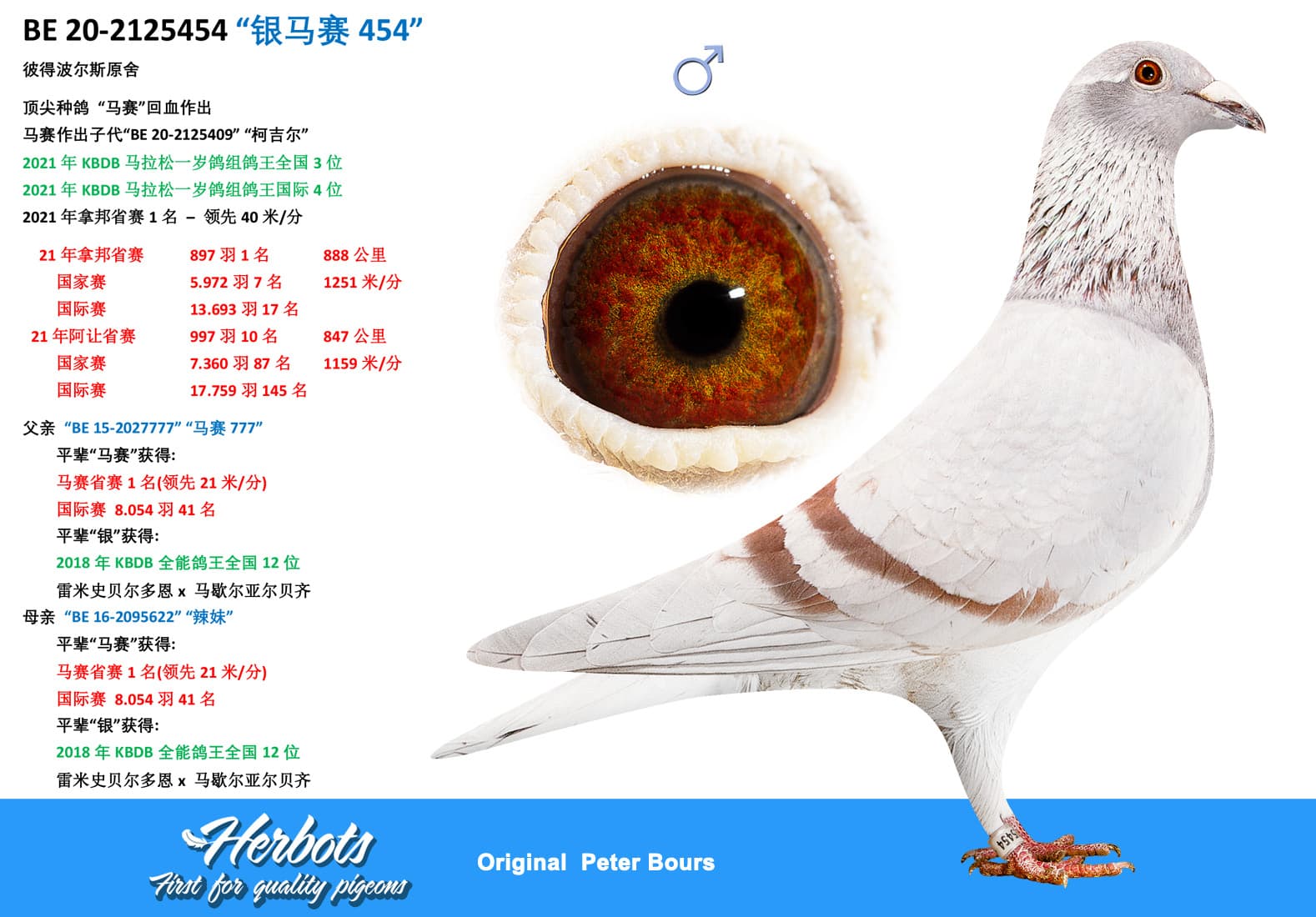 pigeon: “银马赛454”