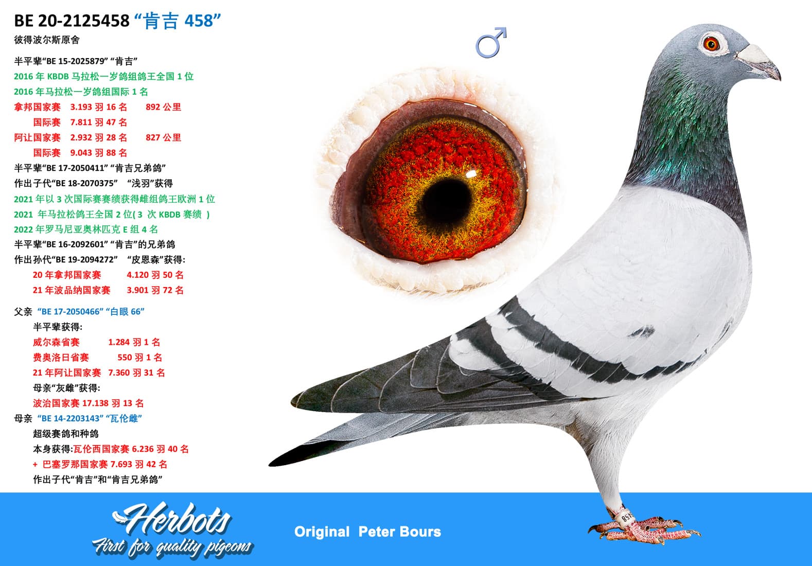 pigeon: “肯吉458”