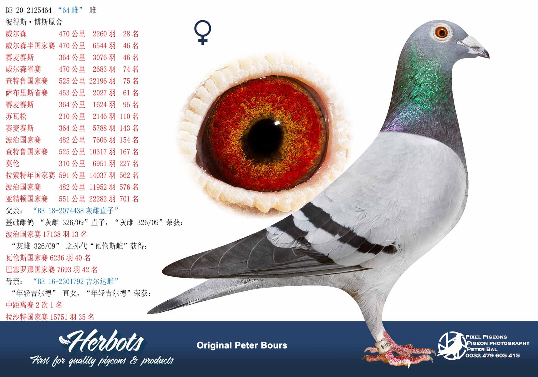 pigeon: undefined