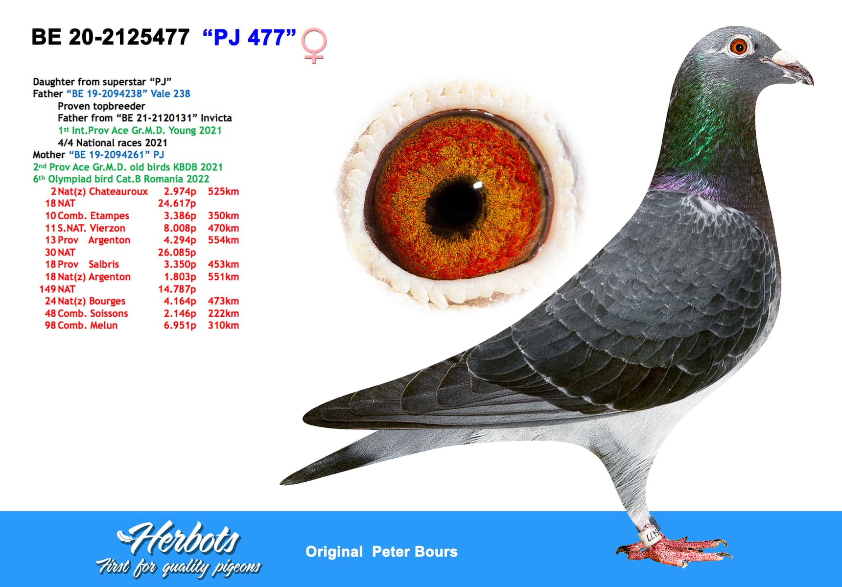 pigeon: “PJ 477”