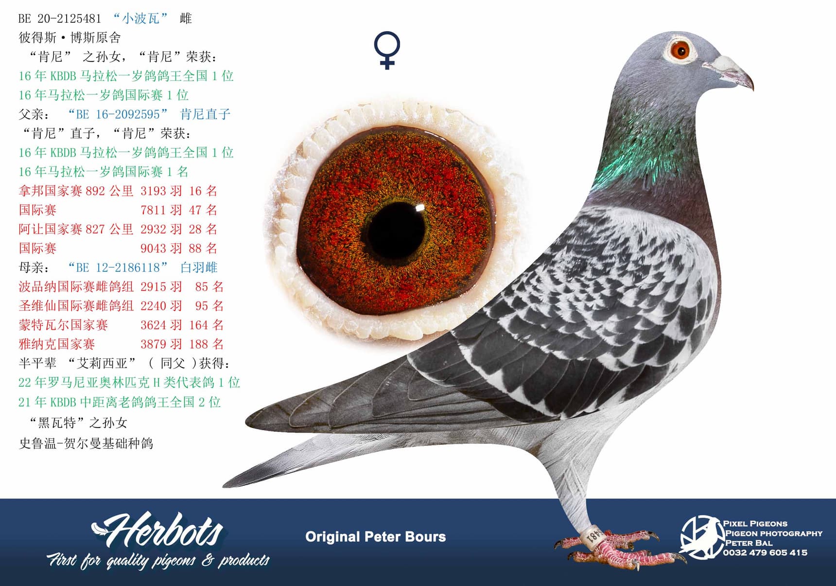 pigeon: undefined