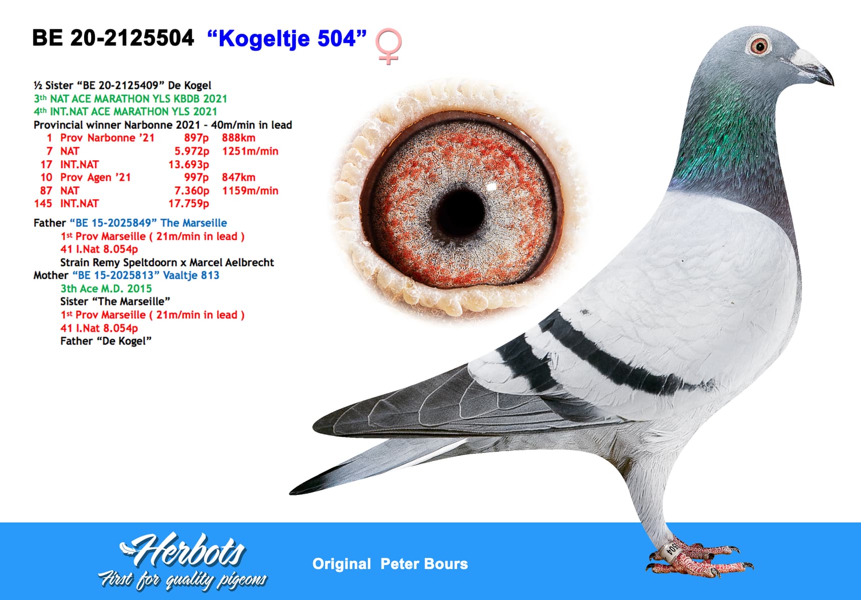 pigeon: undefined