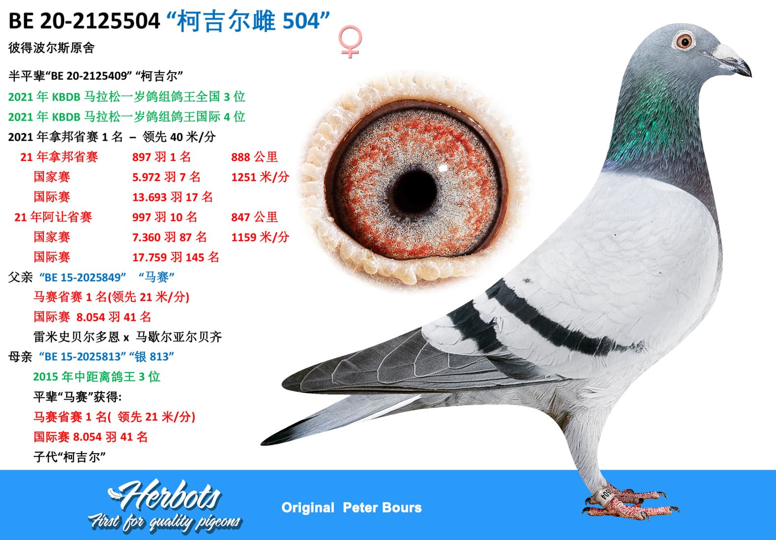 pigeon: “柯吉尔雌504”