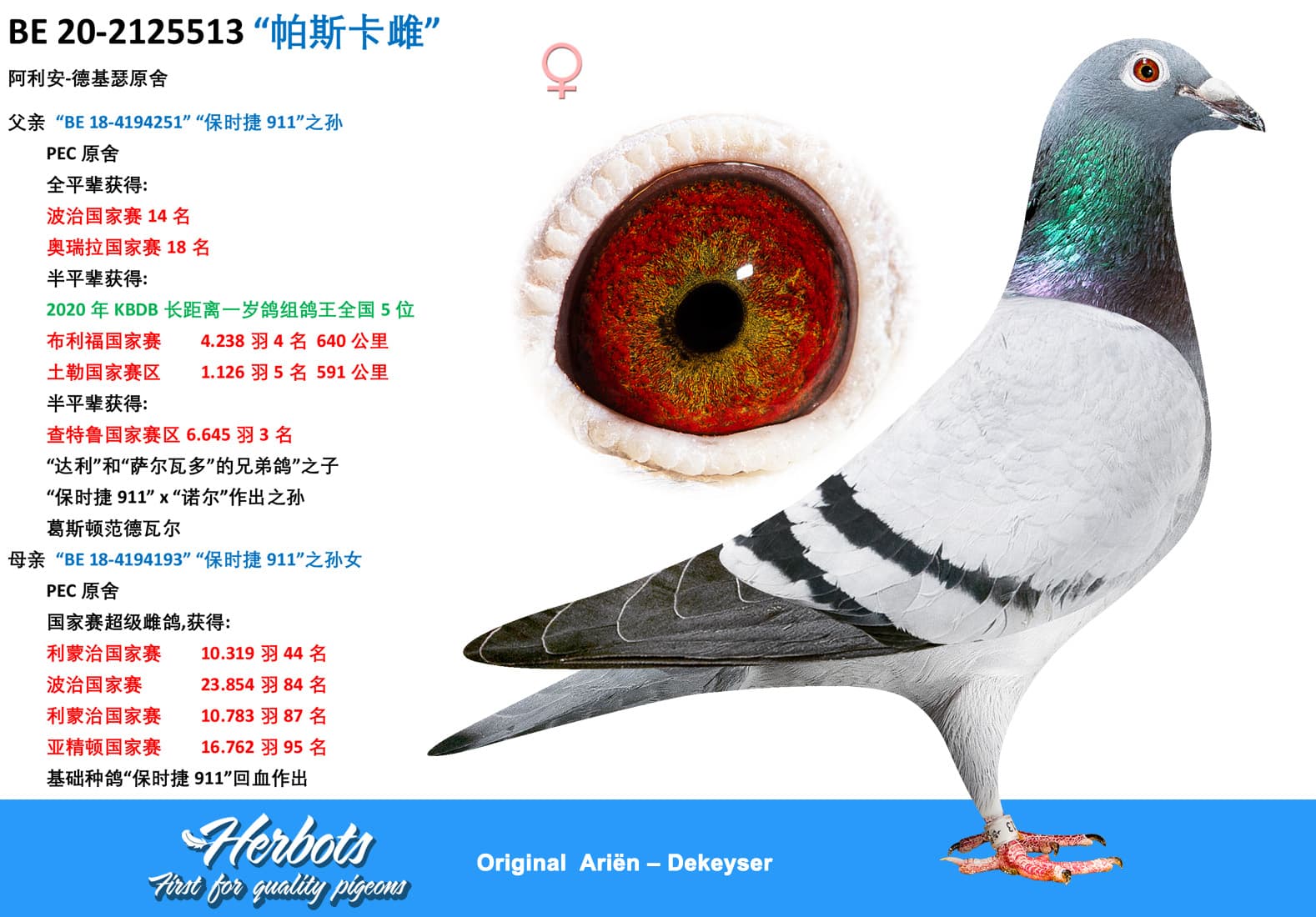 pigeon: “帕斯卡雌”