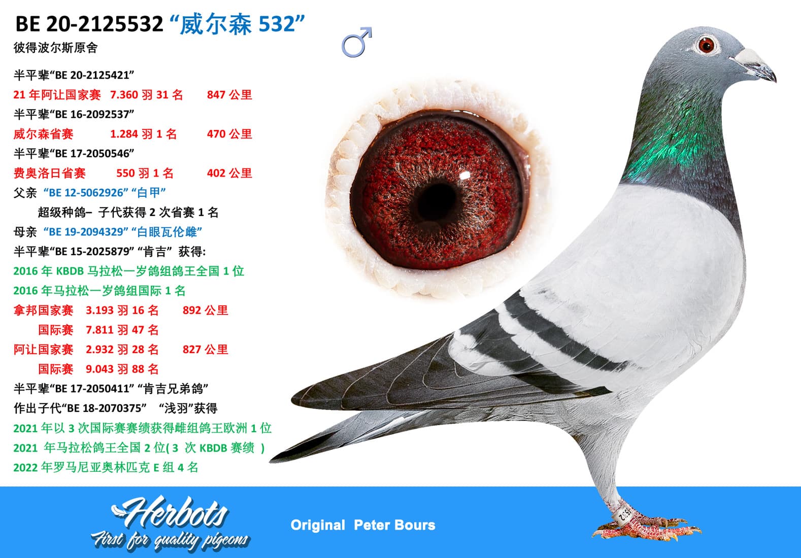 pigeon: “威尔森532”