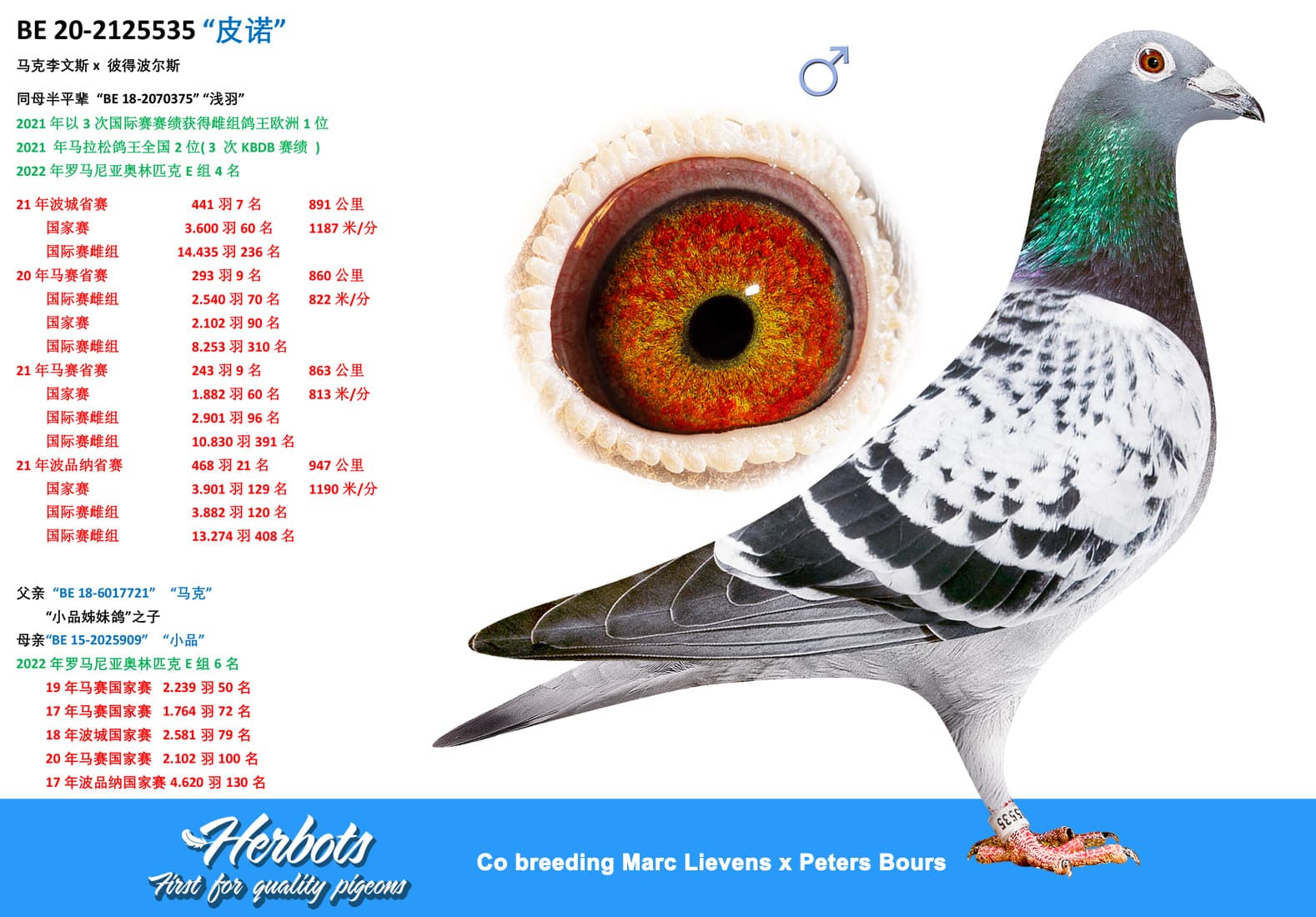 pigeon: “皮诺”