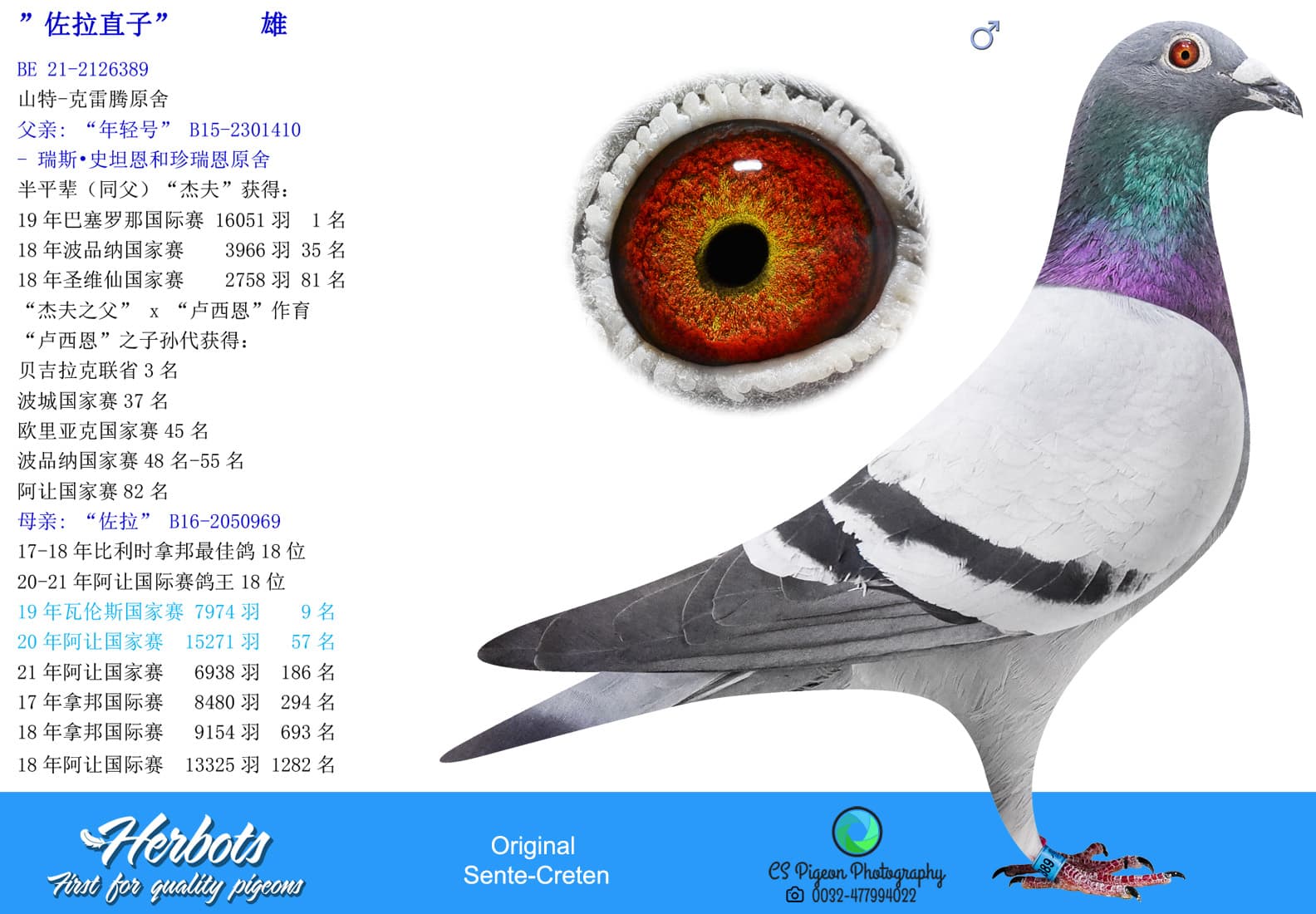 pigeon: undefined