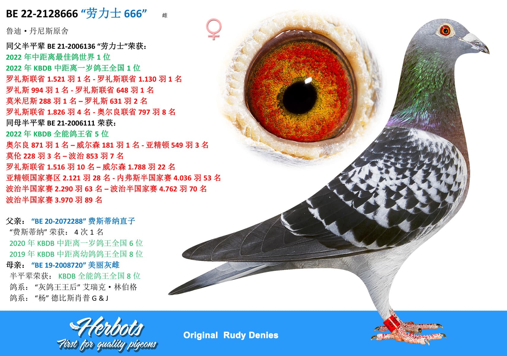 pigeon: undefined