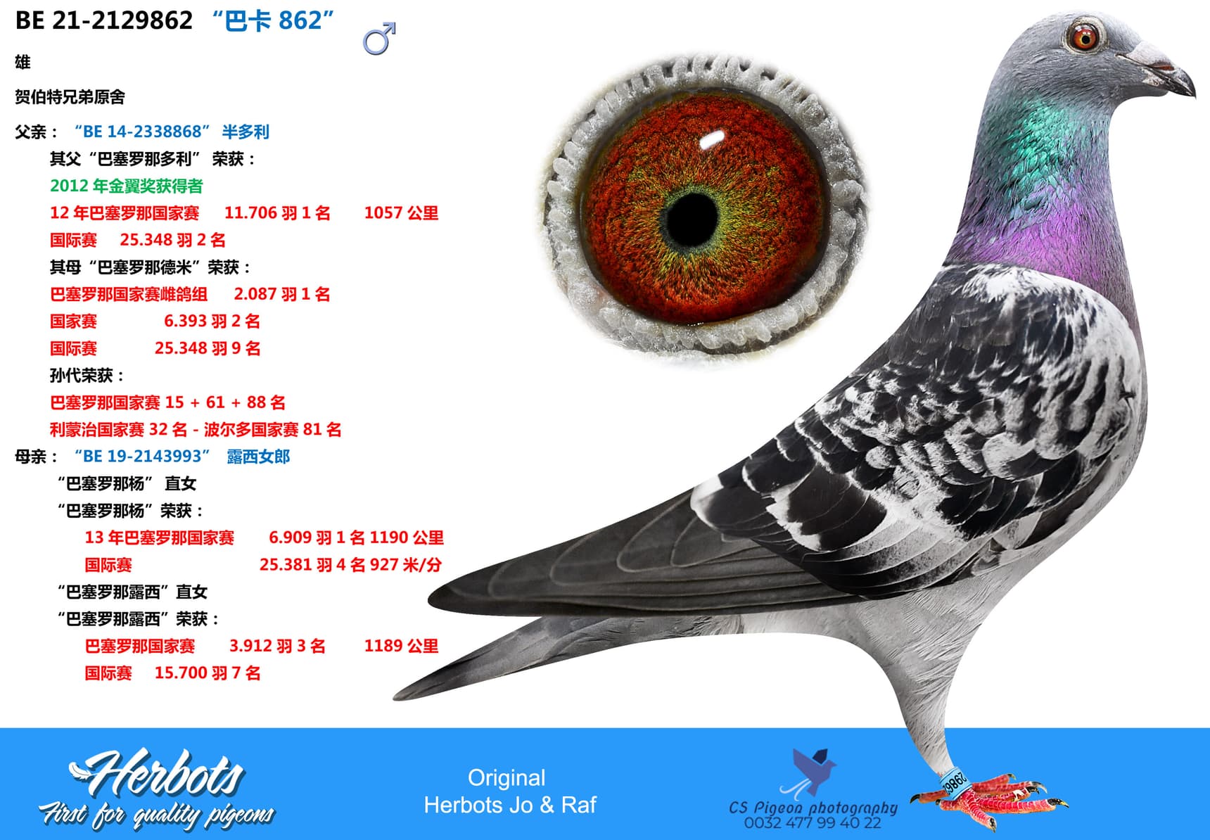 pigeon: “巴卡 862”