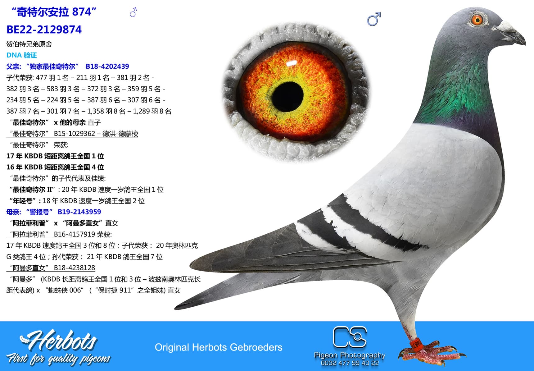 pigeon: undefined