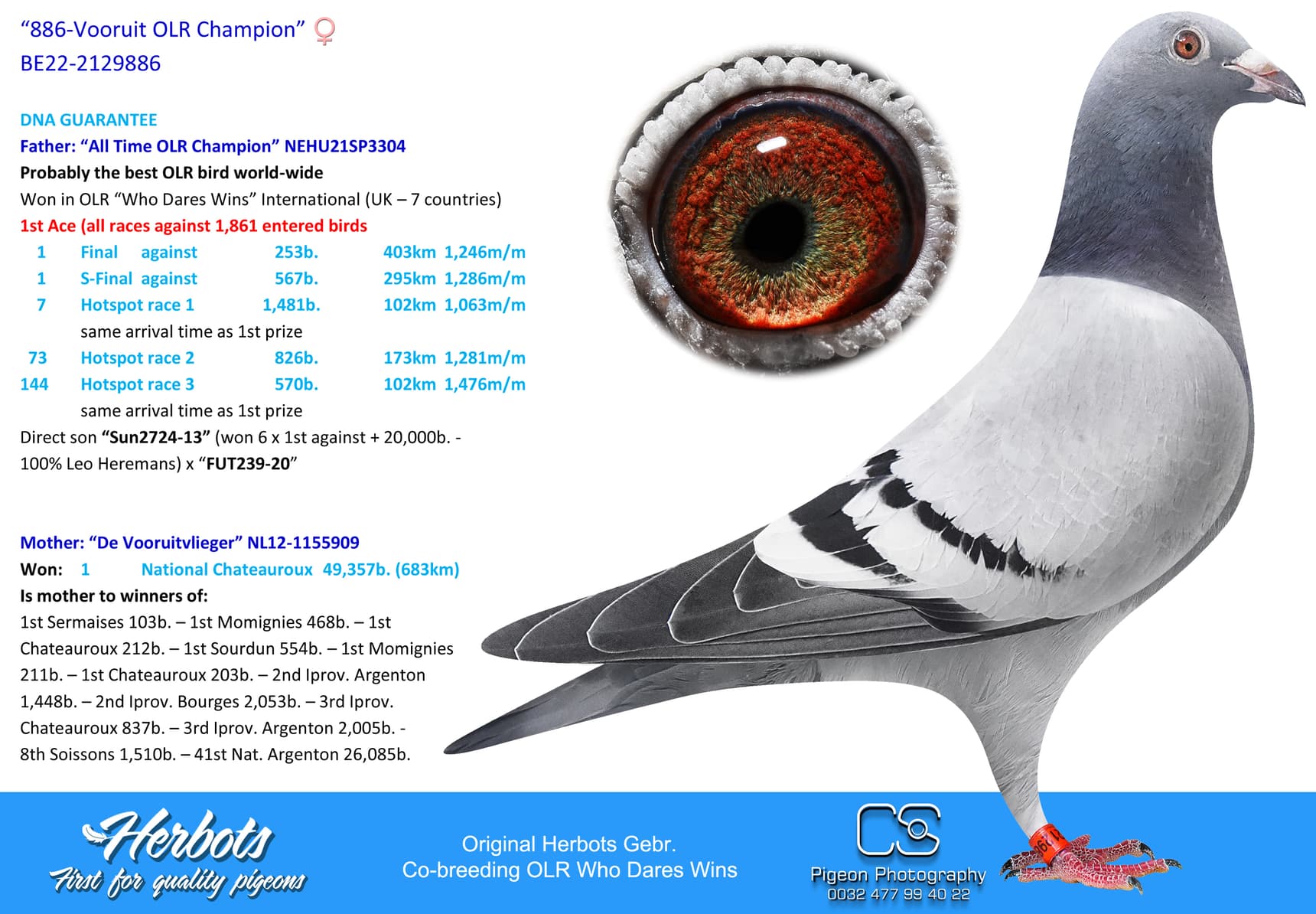 pigeon: "886-Vooruit OLR Champion"