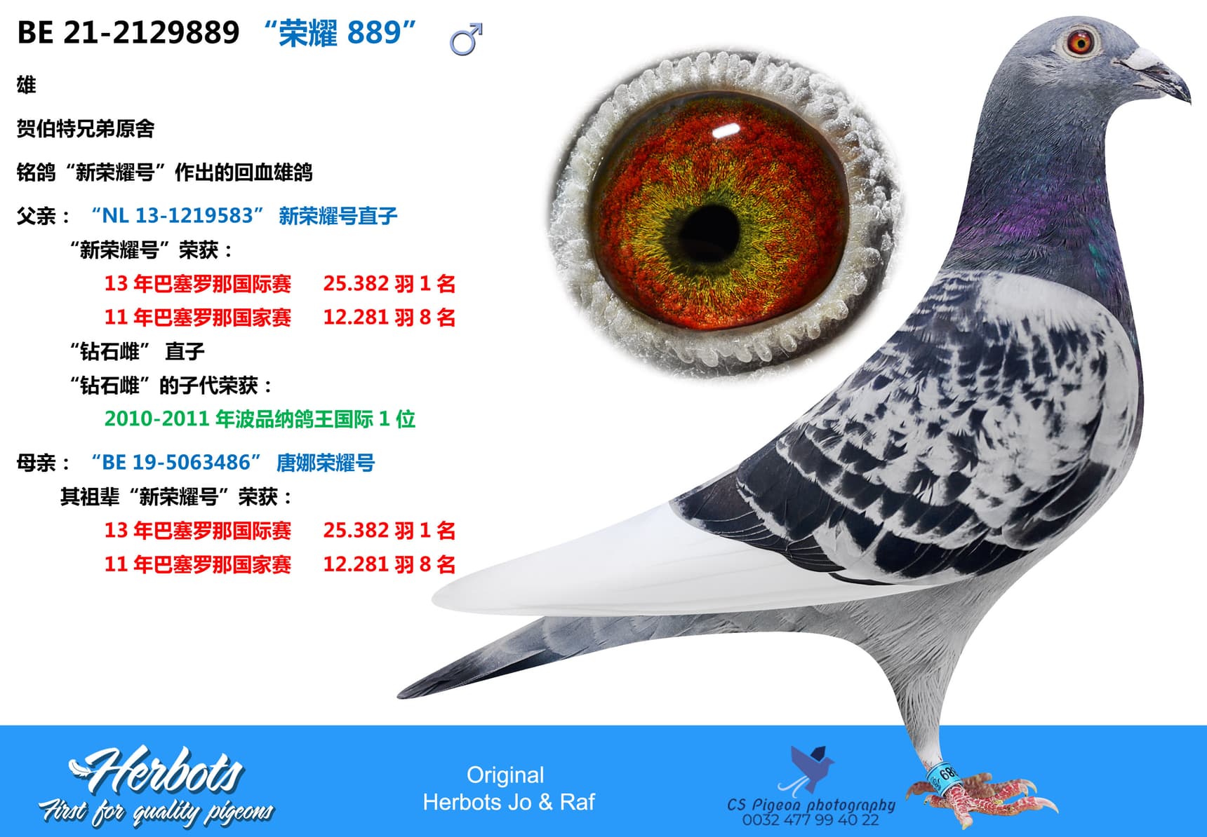 pigeon: “荣耀 889”