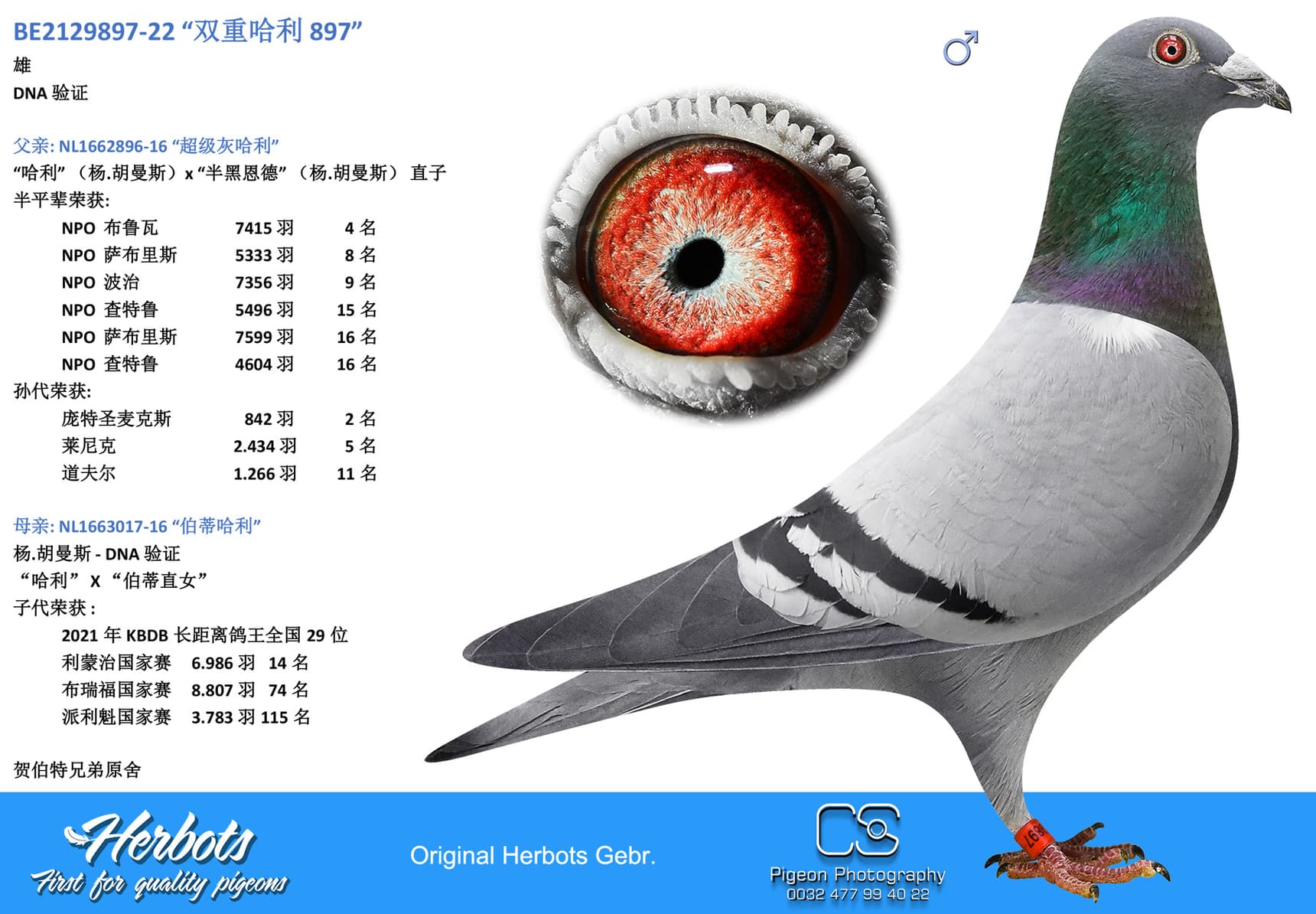 pigeon: “双重哈利 897”