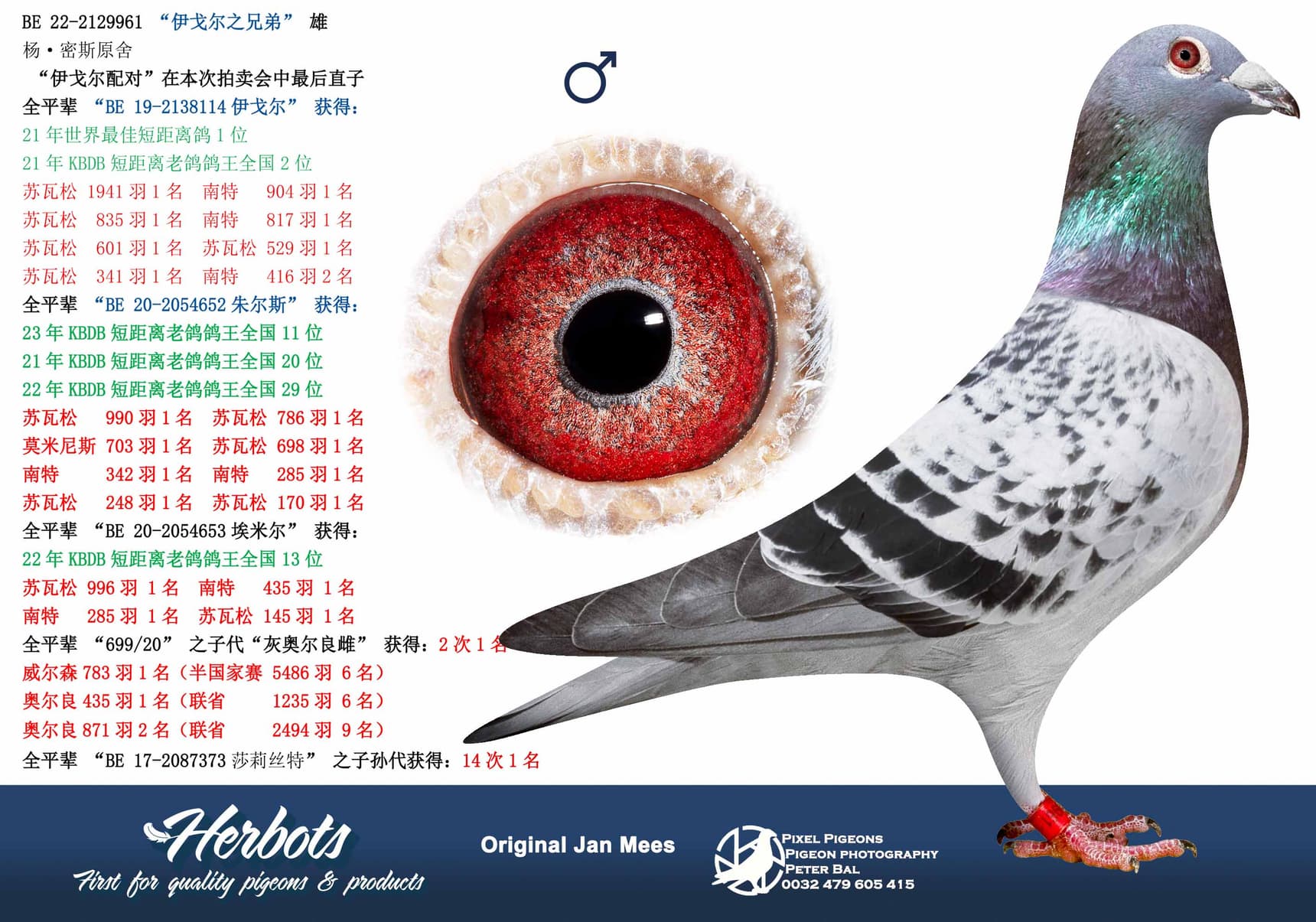 pigeon: “伊戈尔之兄弟”