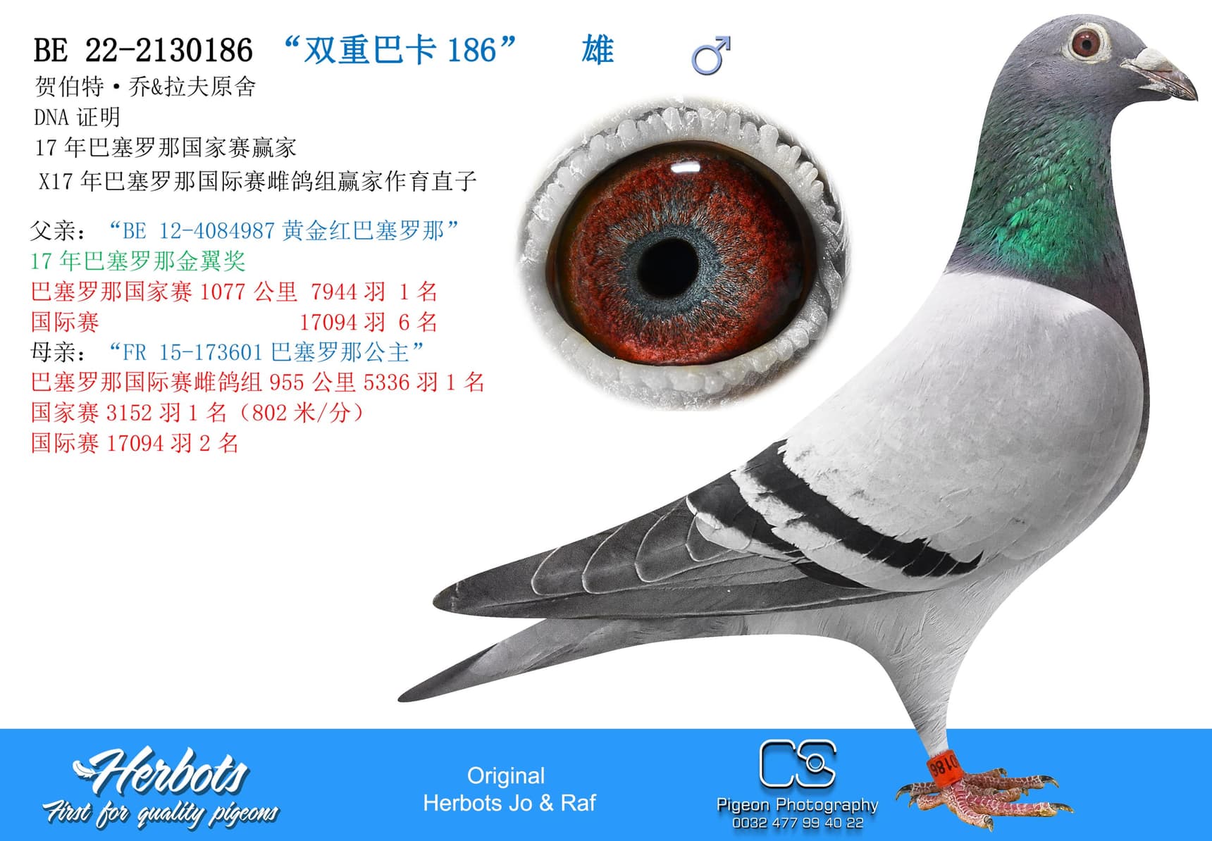 pigeon: “双重巴卡186”