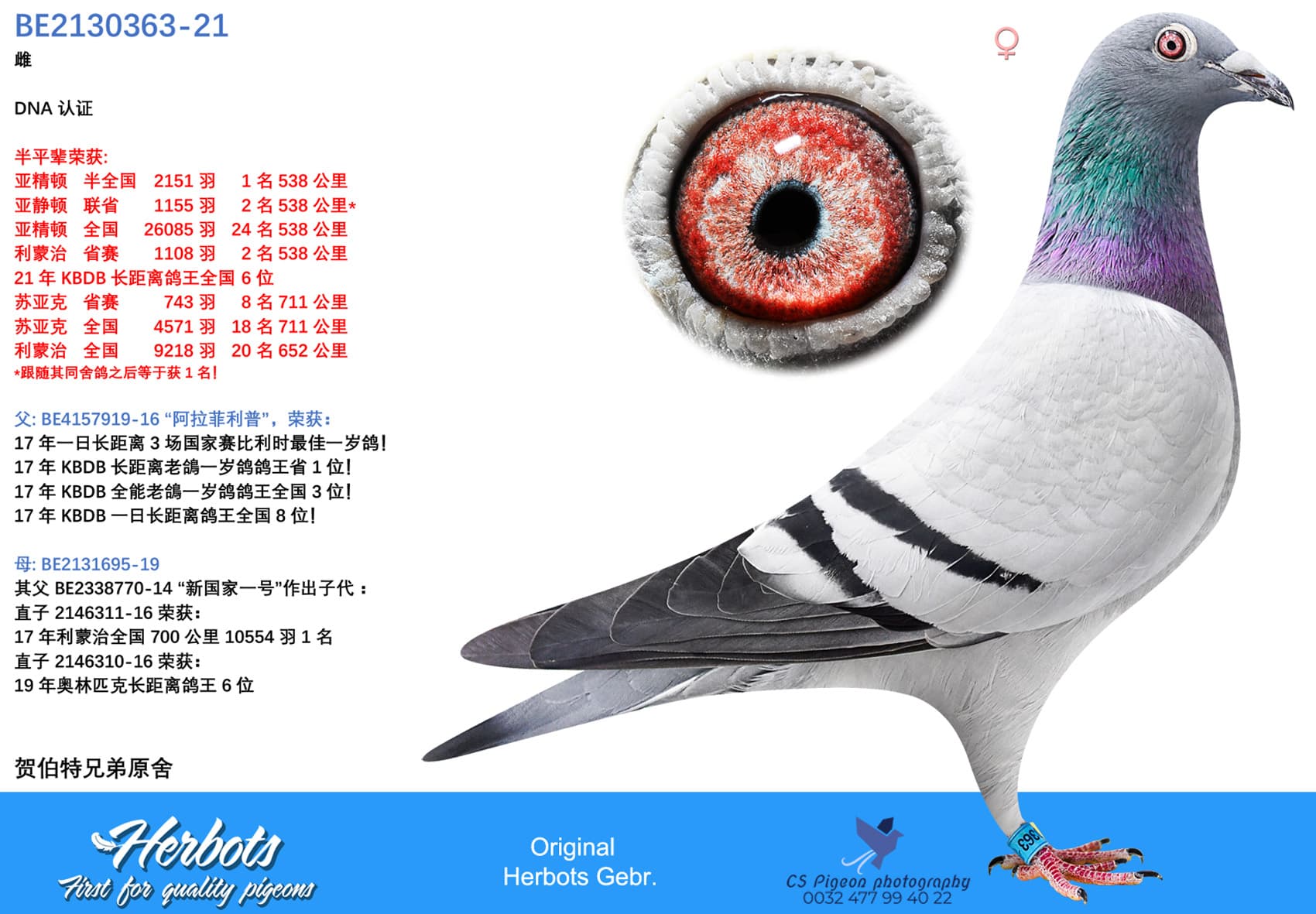 pigeon: '363-Daughter Alaphilippe'