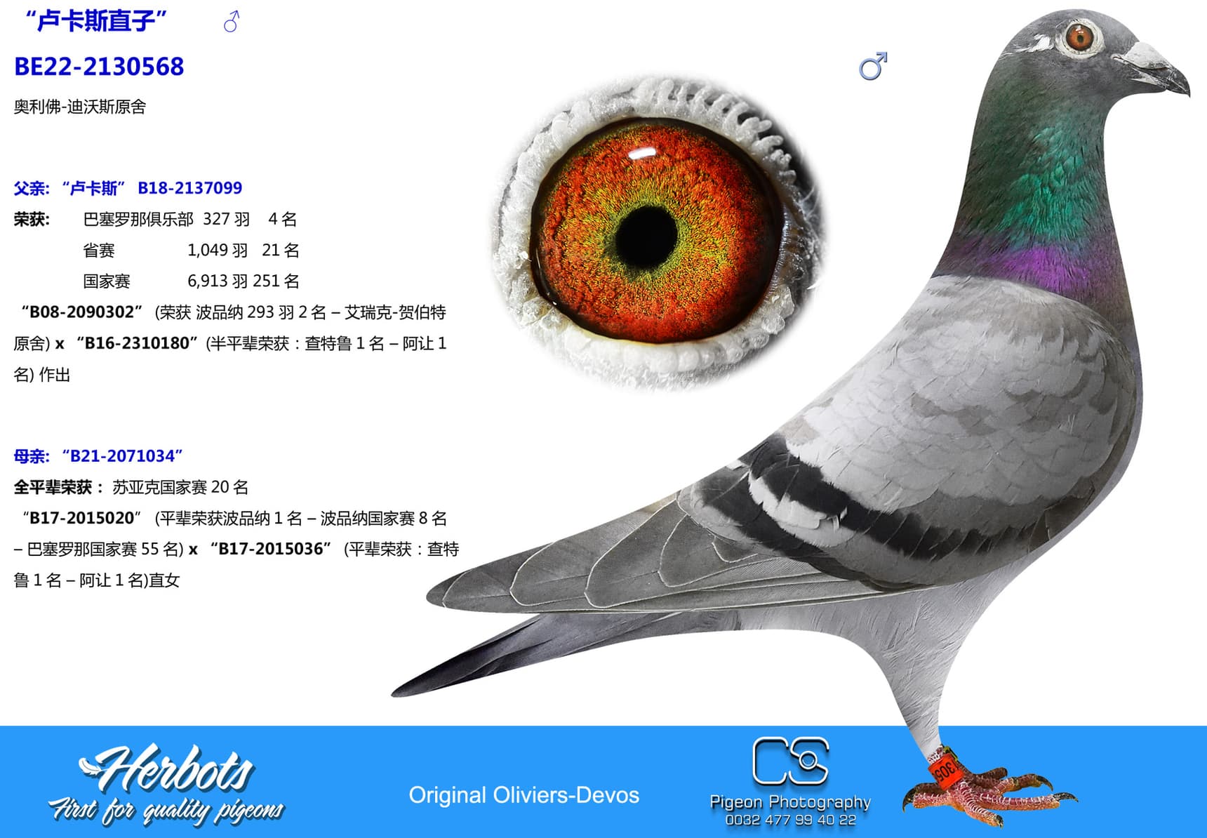pigeon: undefined