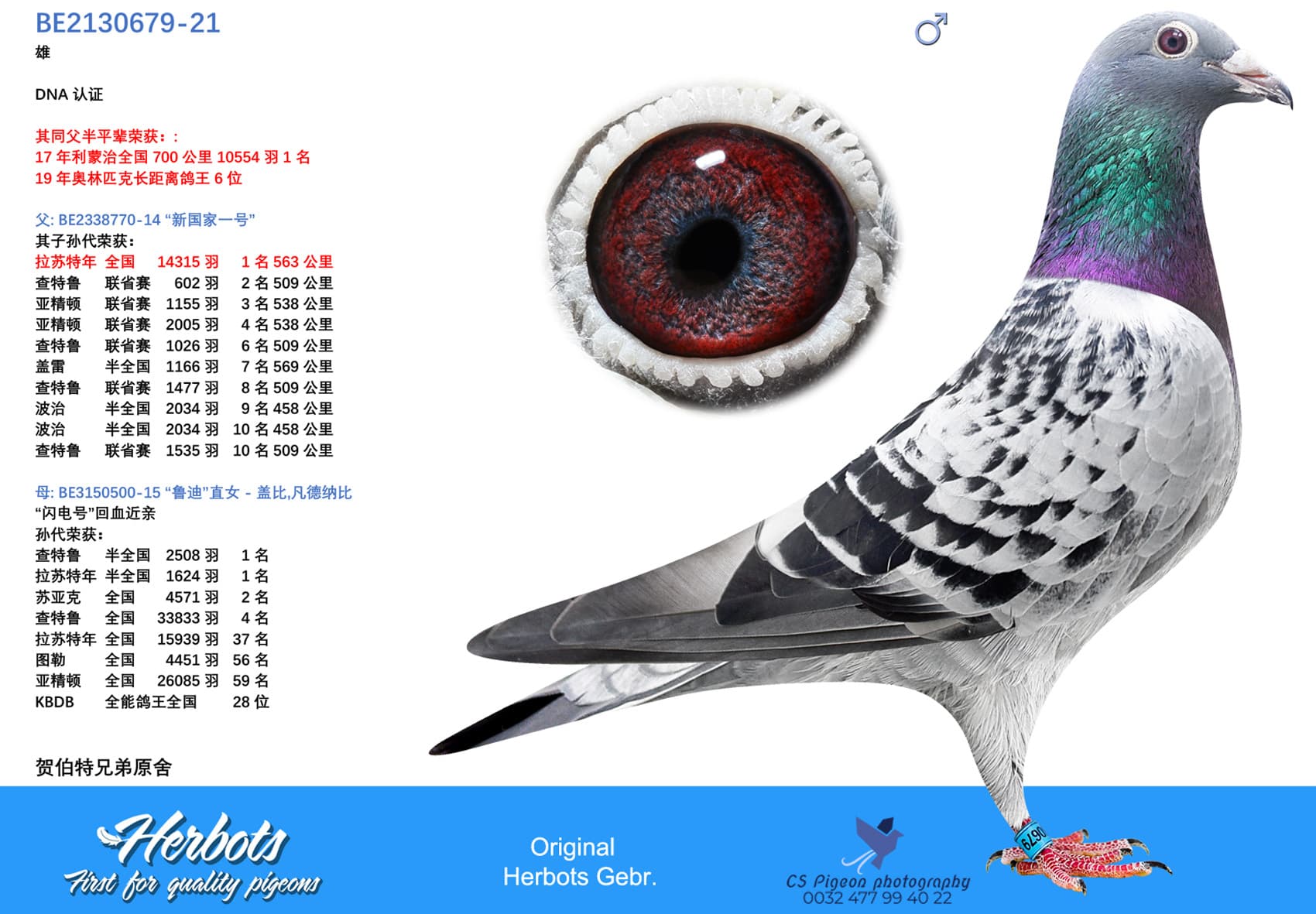 pigeon: '679-Son New Nationaal I'