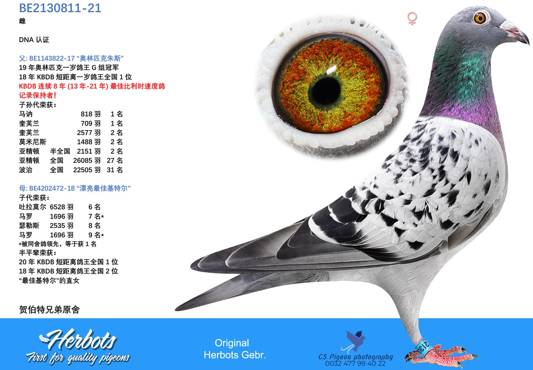 pigeon: '811-Daughter Olympic Jules'