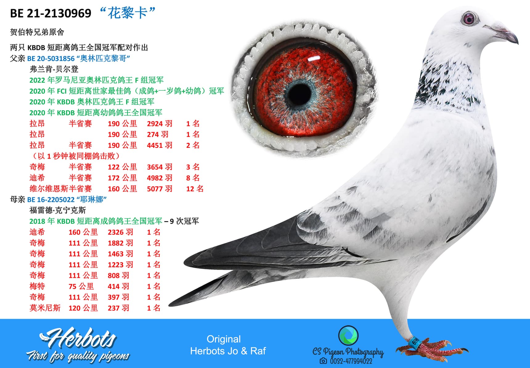 pigeon: “花黎卡”