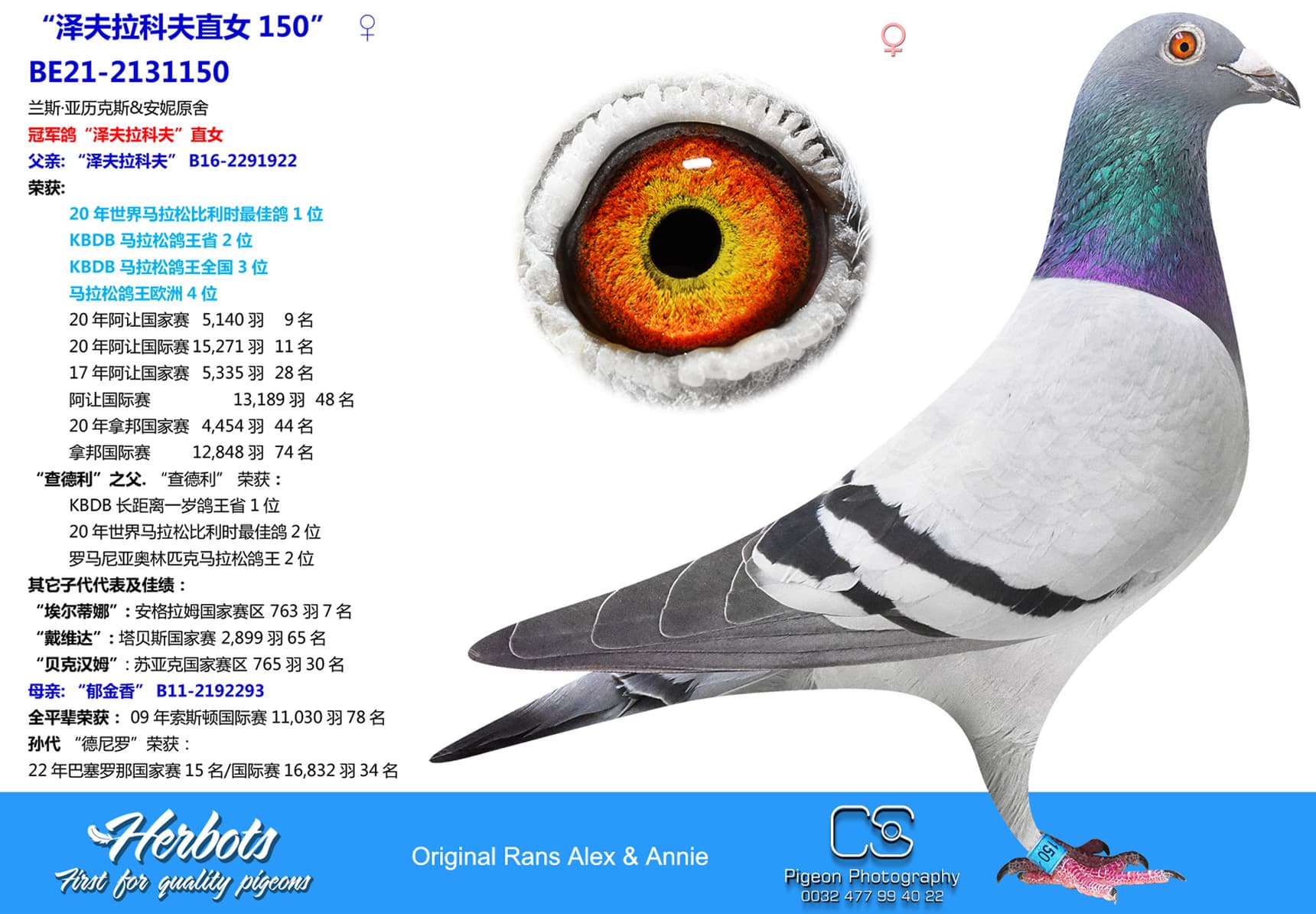 pigeon: undefined
