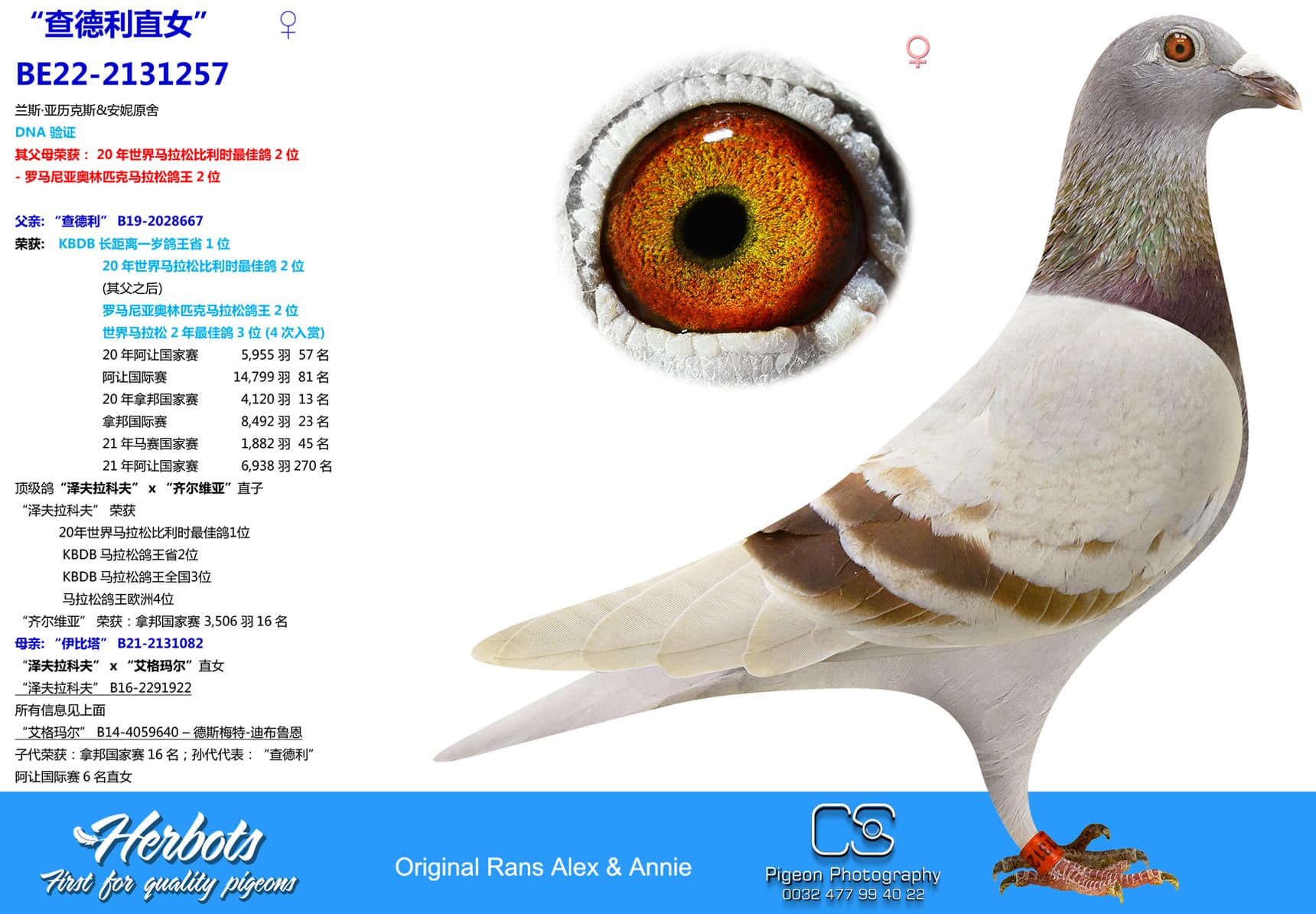 pigeon: “查德利直女”