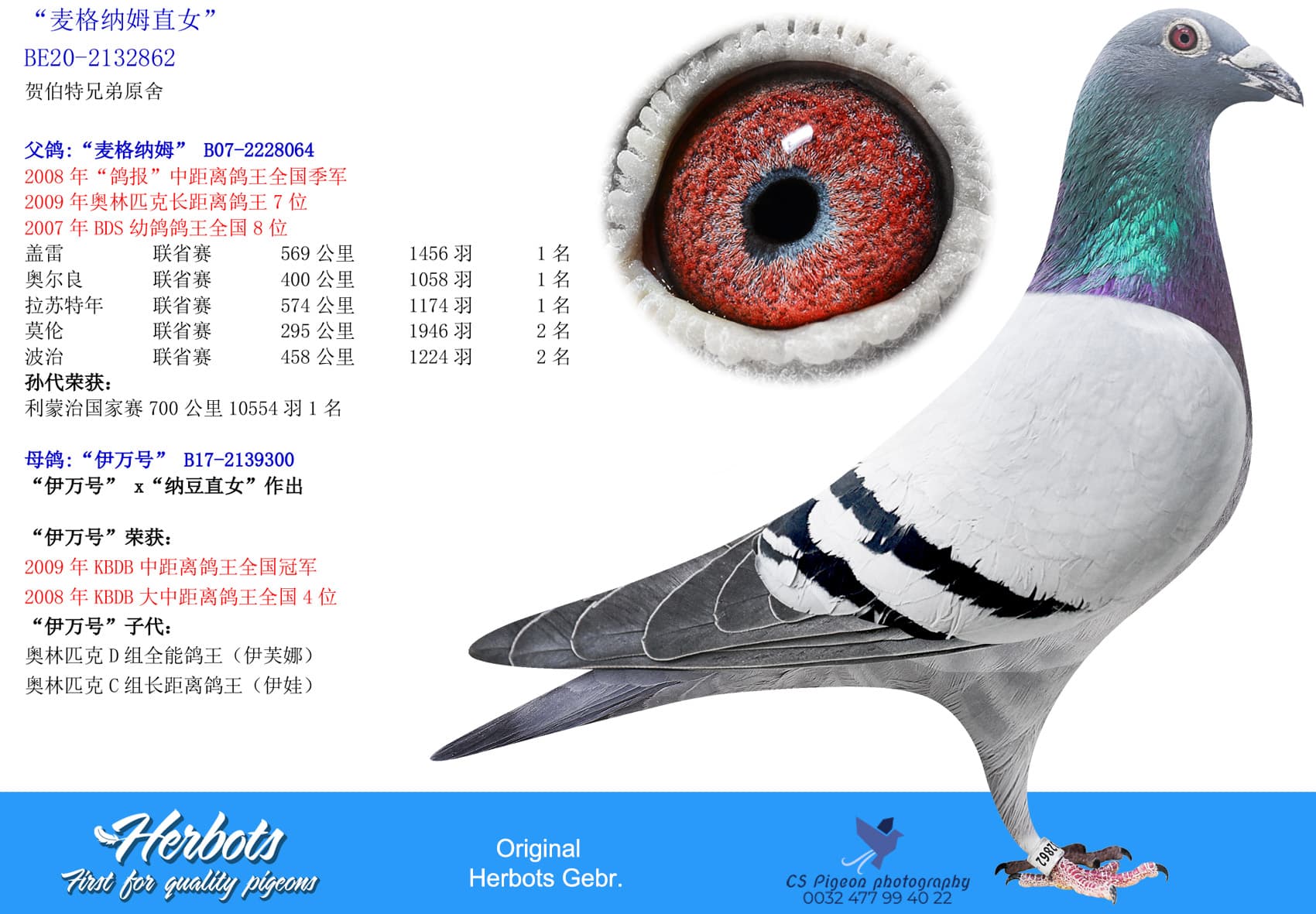 pigeon: undefined