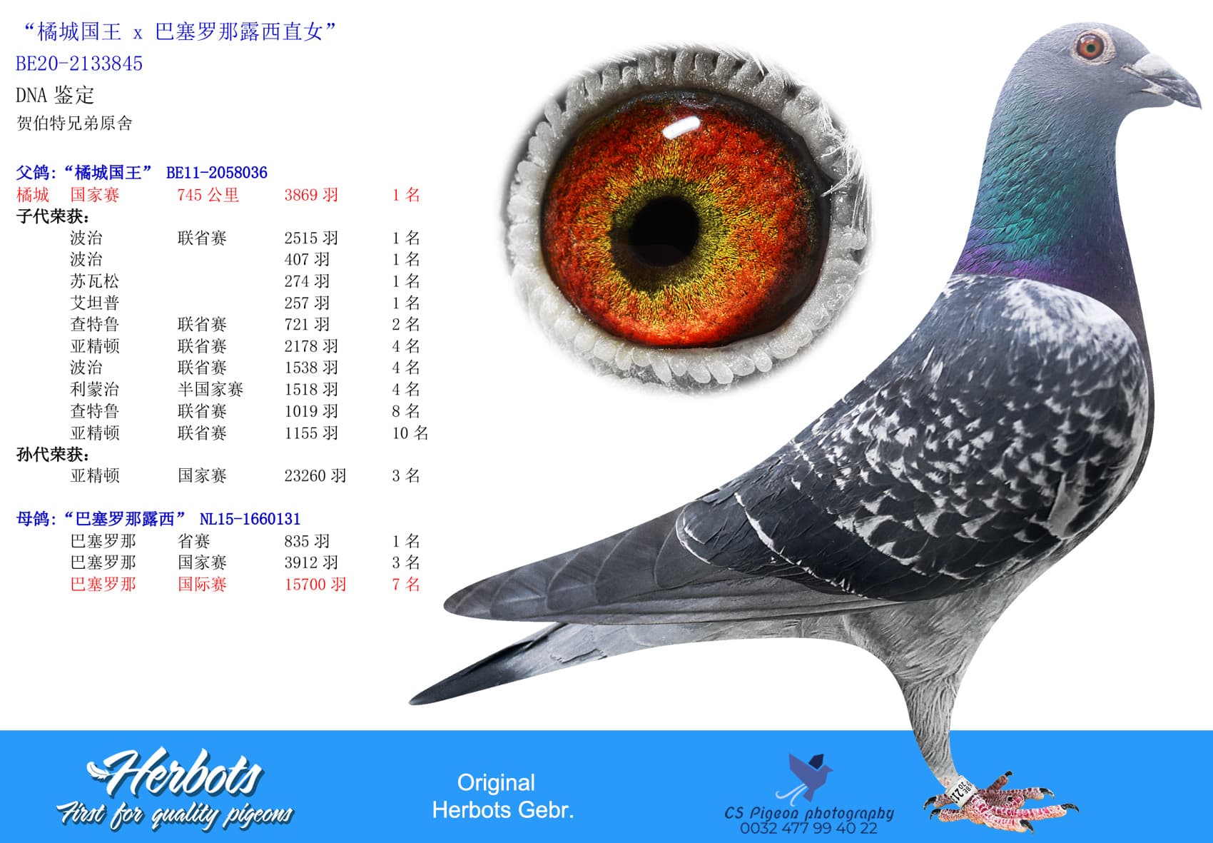 pigeon: undefined