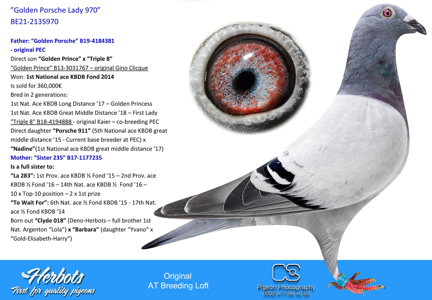 pigeon: ”Golden Porsche Lady 970”