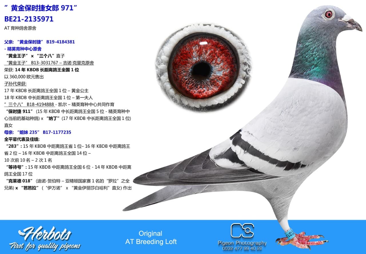 pigeon: ”黄金保时捷女郎 971”