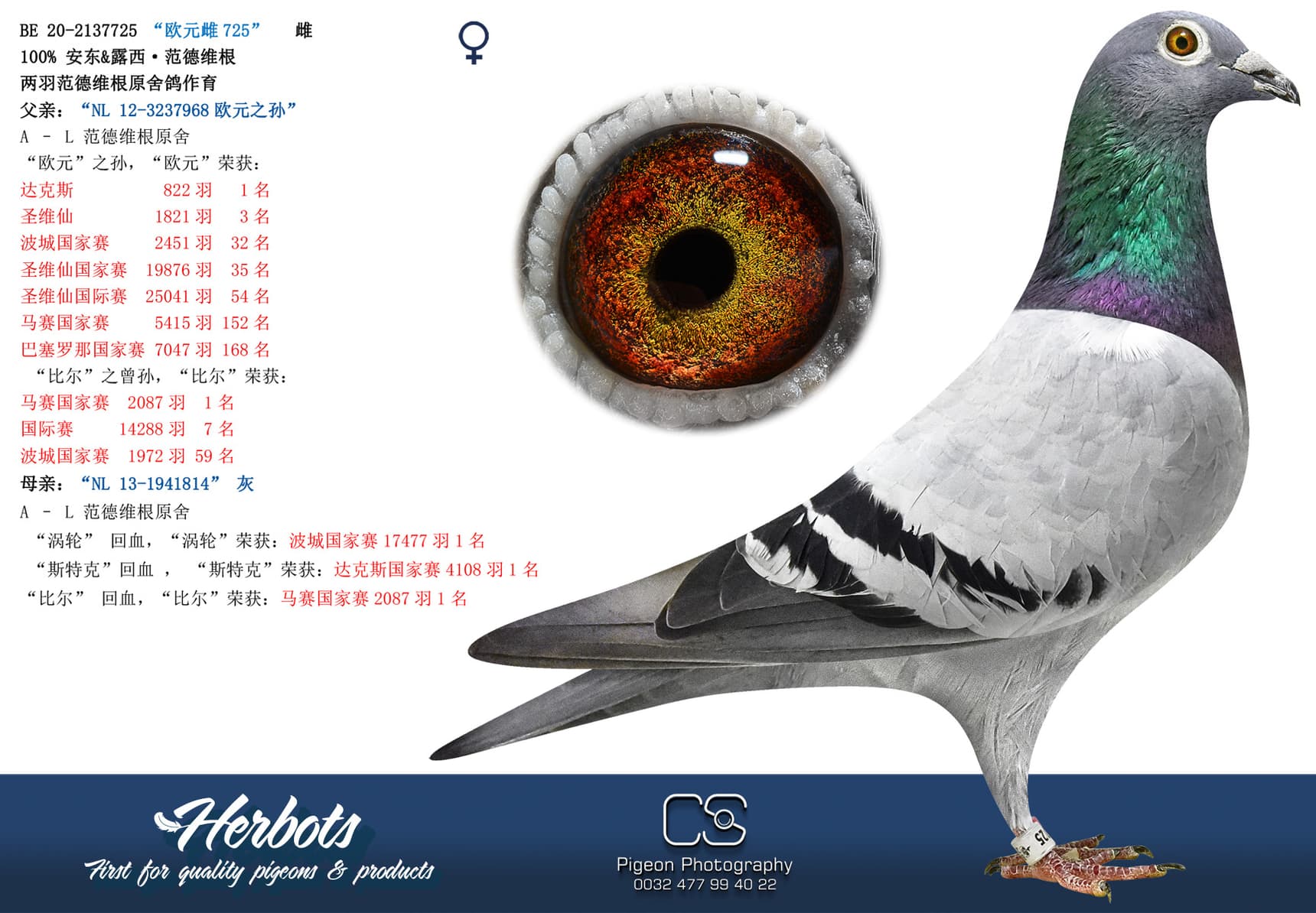 欧元雌725” - BE-20-2137725