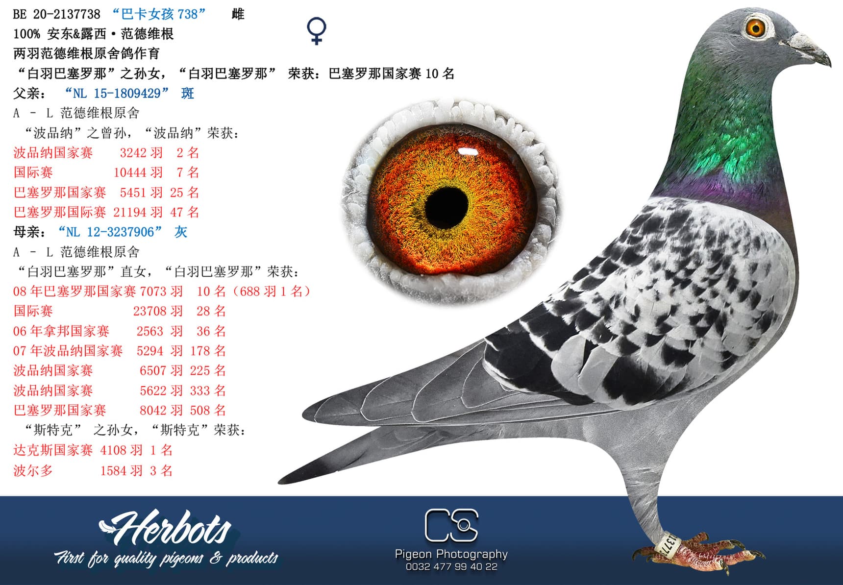 pigeon: “巴卡女孩738”