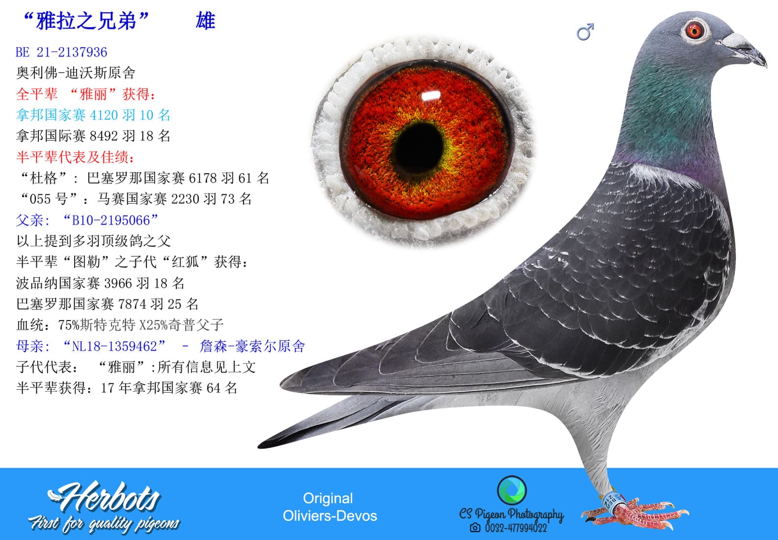 pigeon: undefined