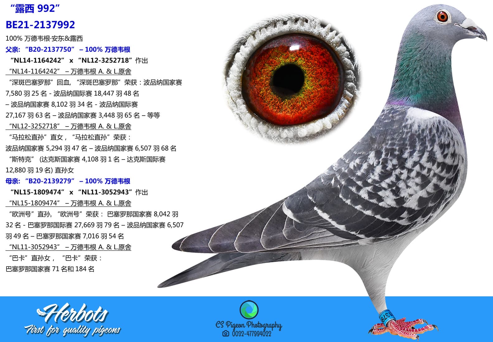 pigeon: undefined