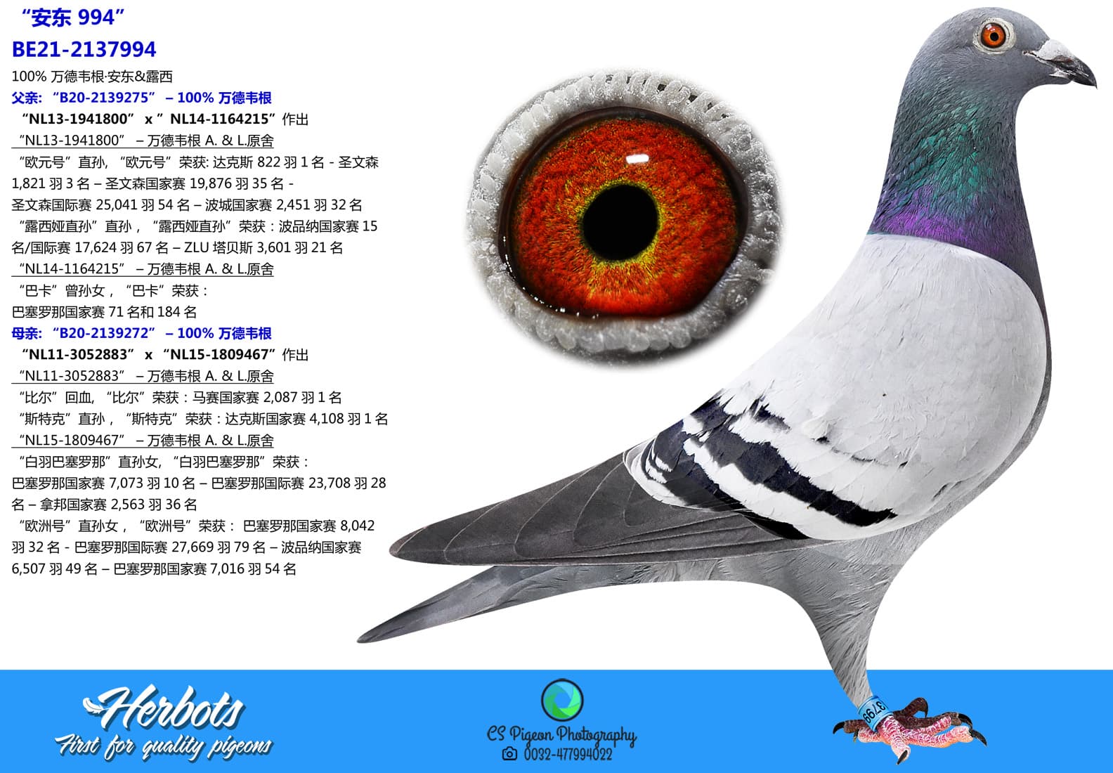 pigeon: “安东 994”