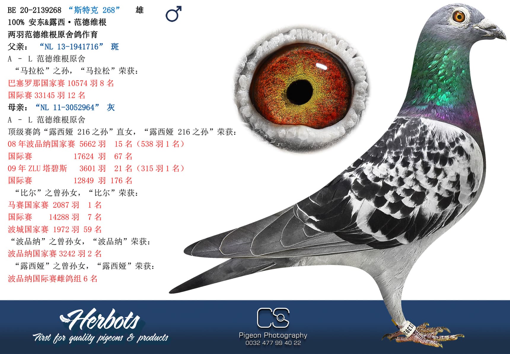 pigeon: “斯特克 268”
