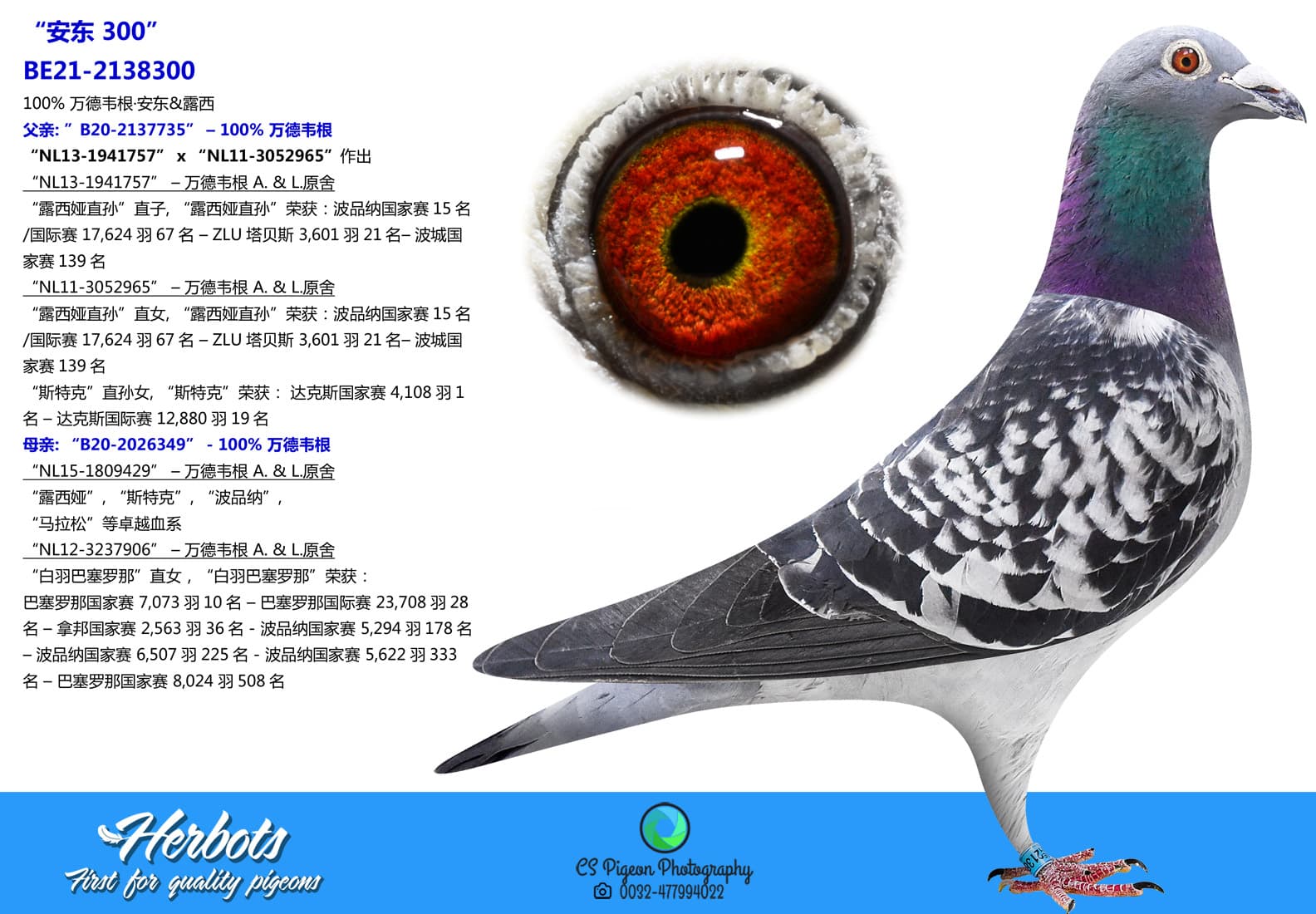 pigeon: undefined