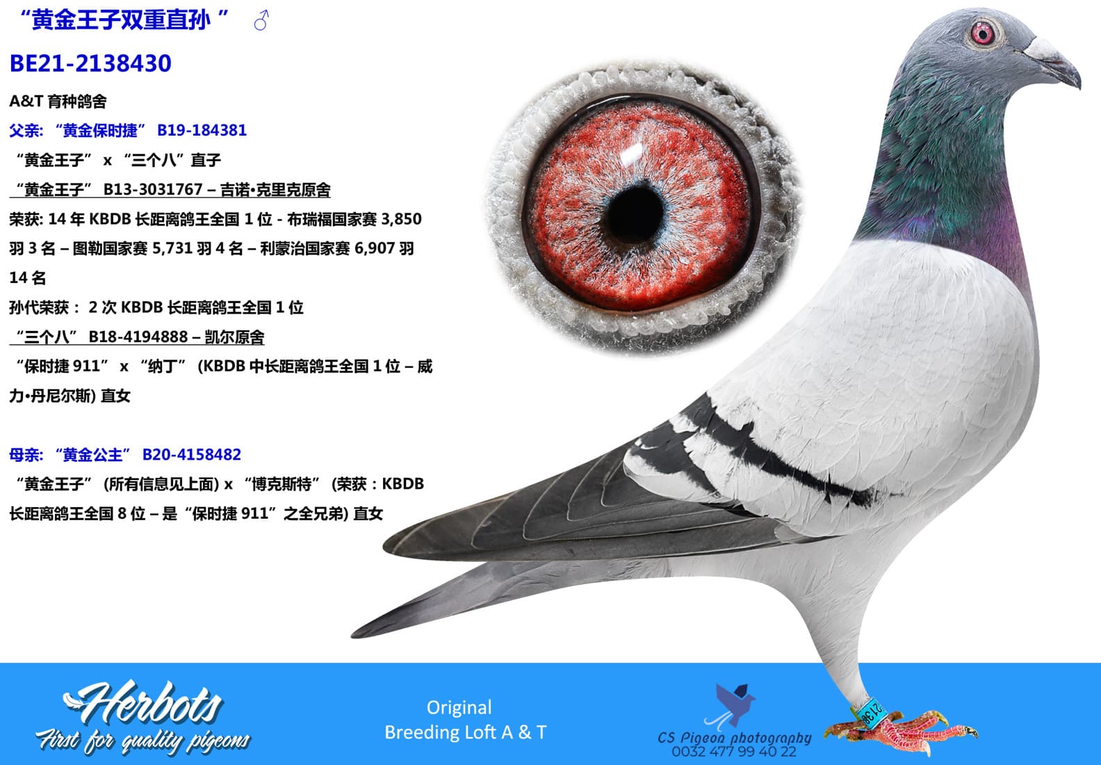 pigeon: “黄金王子双重直孙 ”