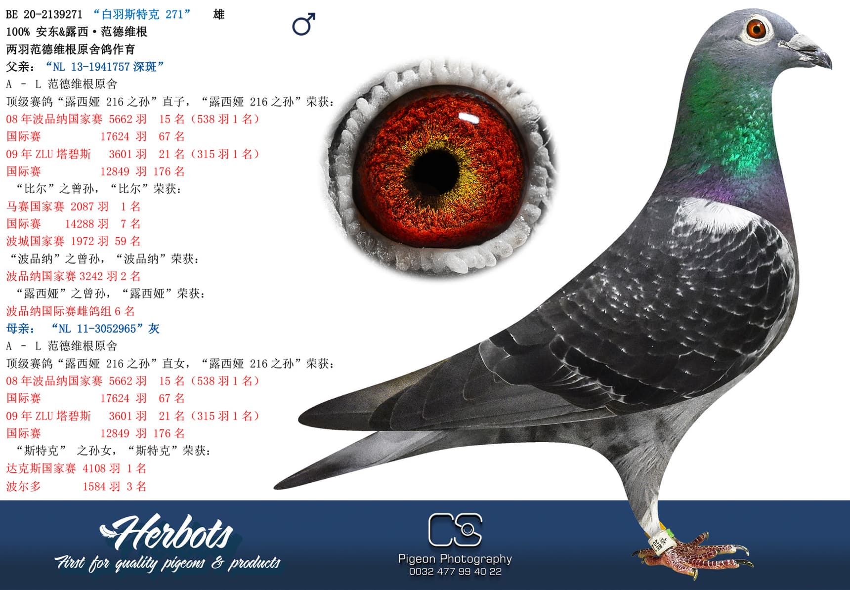 pigeon: “白羽斯特克 271”