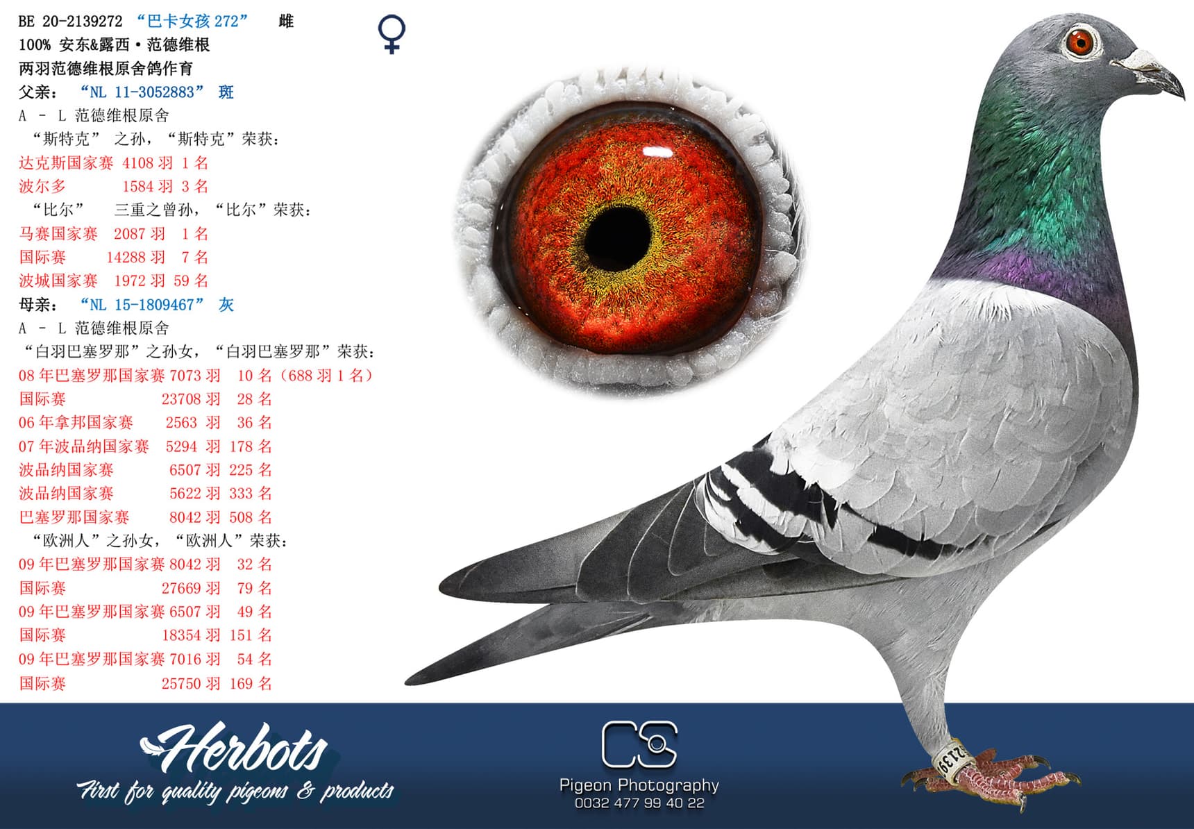 pigeon: “巴卡女孩272”