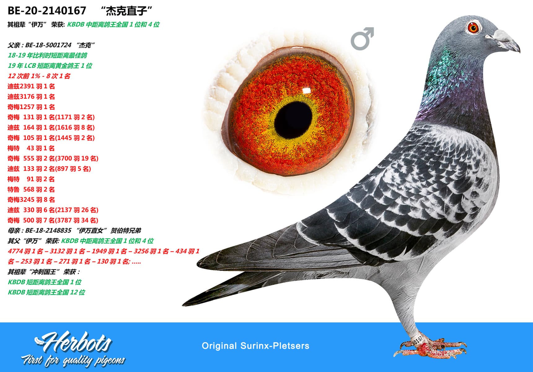 pigeon: undefined